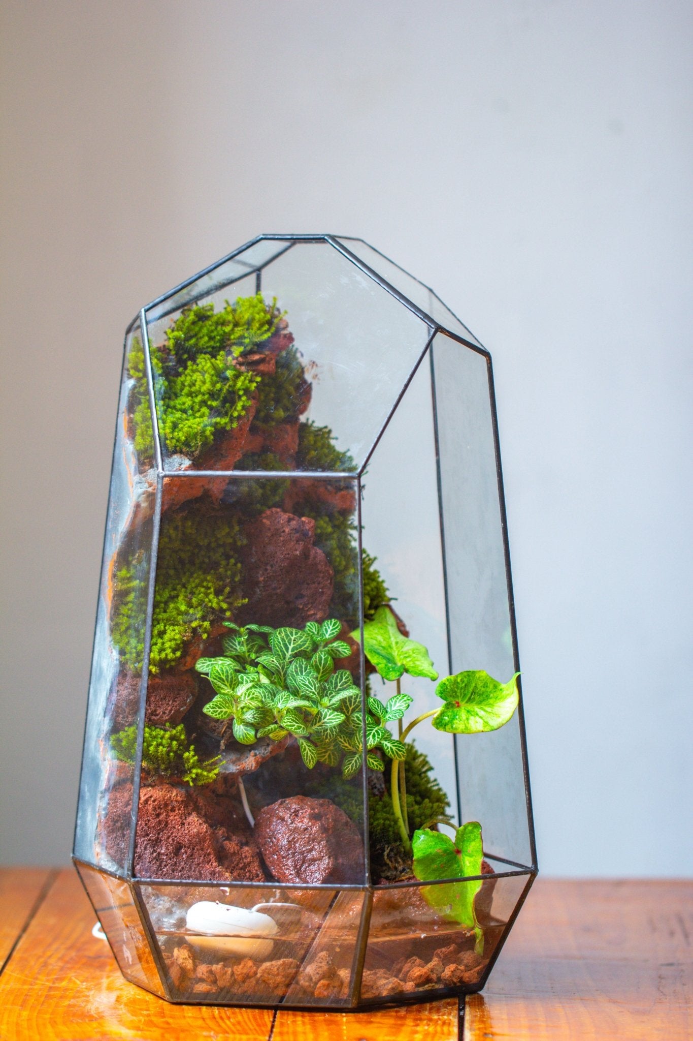Handmade Extra Large Tall Irregular Glass Geometric Terrarium，Open, Waterproof, with Wire hole - NCYPgarden