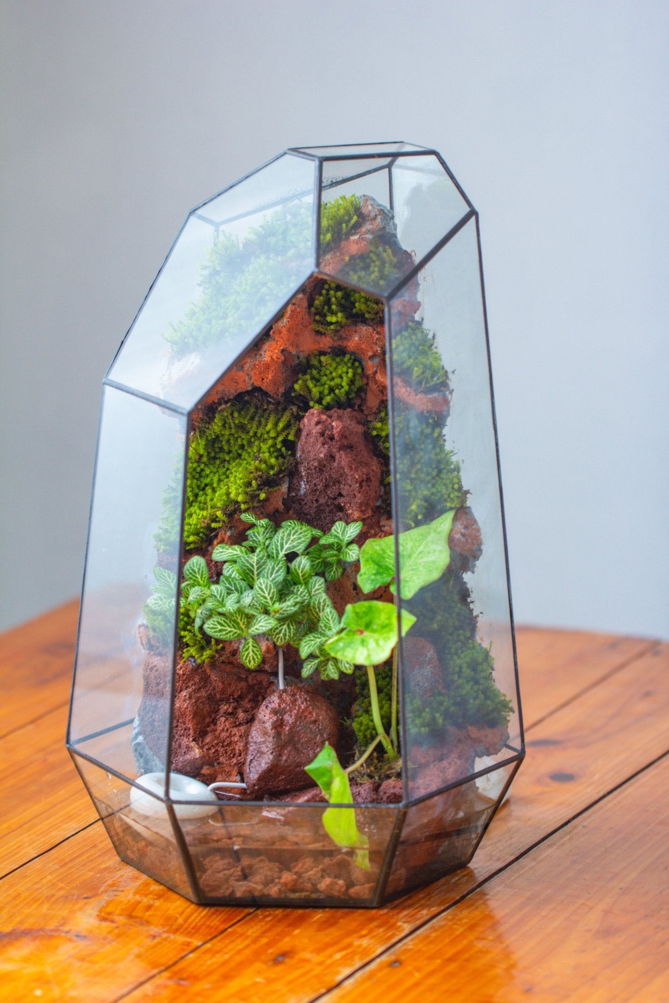 Handmade Extra Large Tall Irregular Glass Geometric Terrarium，Open, Waterproof, with Wire hole - NCYPgarden