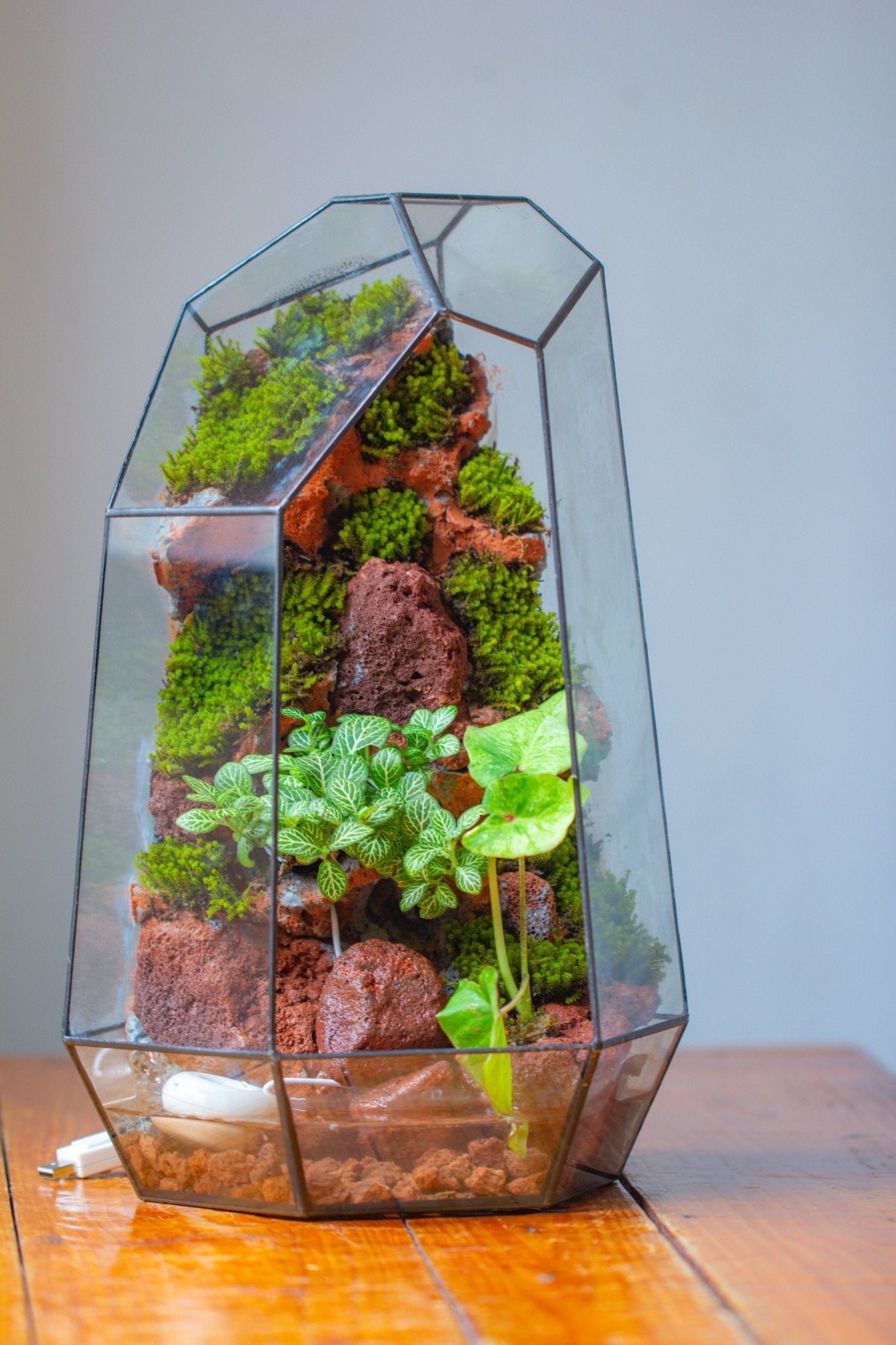 Handmade Extra Large Tall Irregular Glass Geometric Terrarium，Open, Waterproof, with Wire hole - NCYPgarden