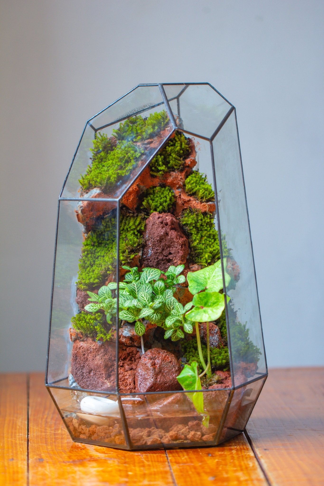 Handmade Extra Large Tall Irregular Glass Geometric Terrarium，Open, Waterproof, with Wire hole - NCYPgarden