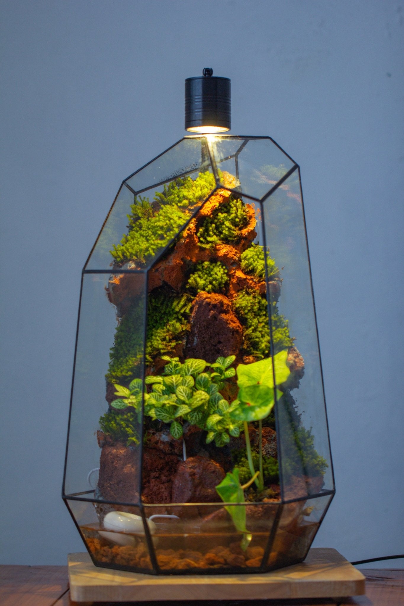 Handmade Extra Large Tall Irregular Glass Geometric Terrarium，Open, Waterproof, with Wire hole - NCYPgarden