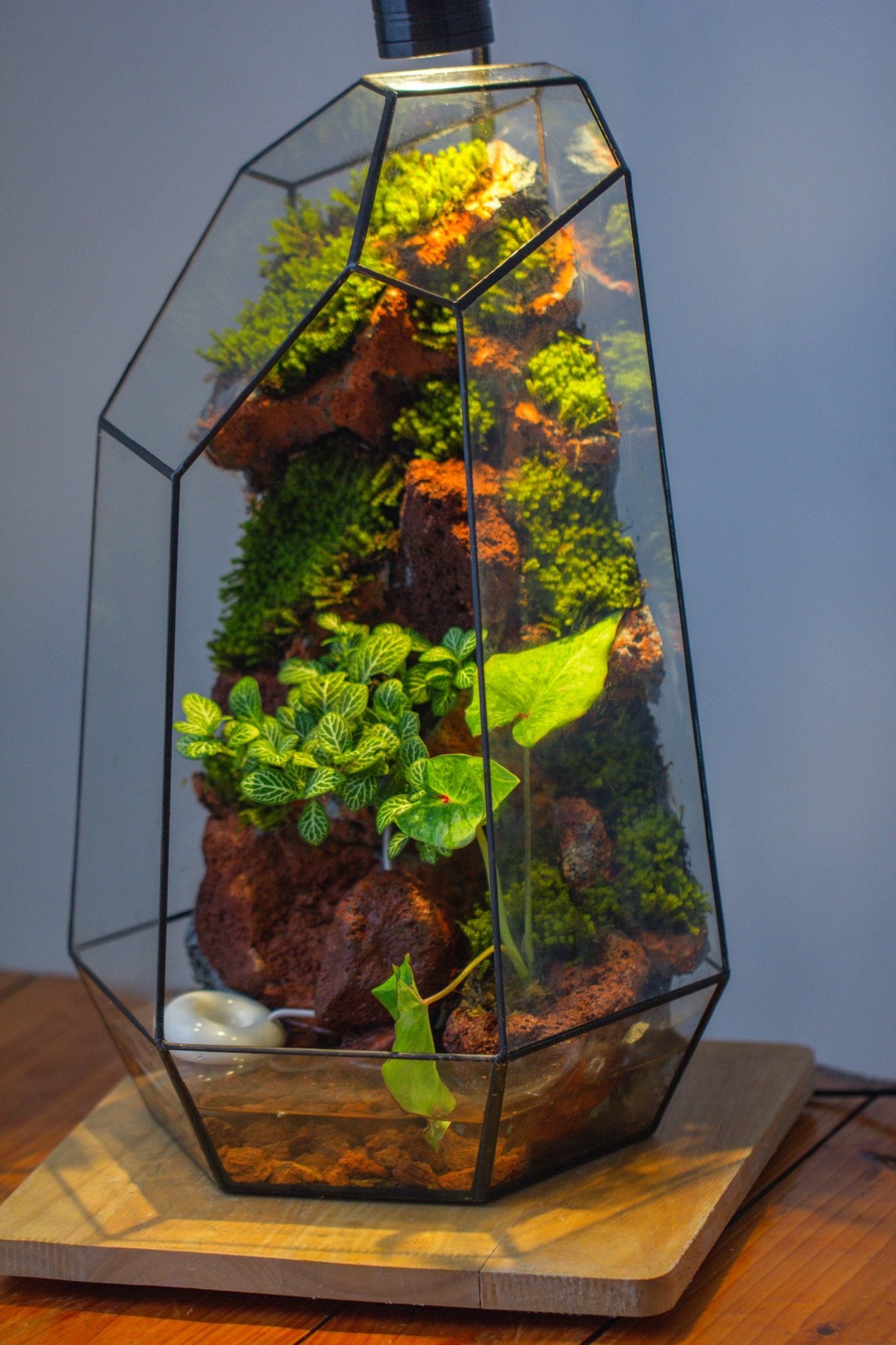 Handmade Extra Large Tall Irregular Glass Geometric Terrarium，Open, Waterproof, with Wire hole - NCYPgarden