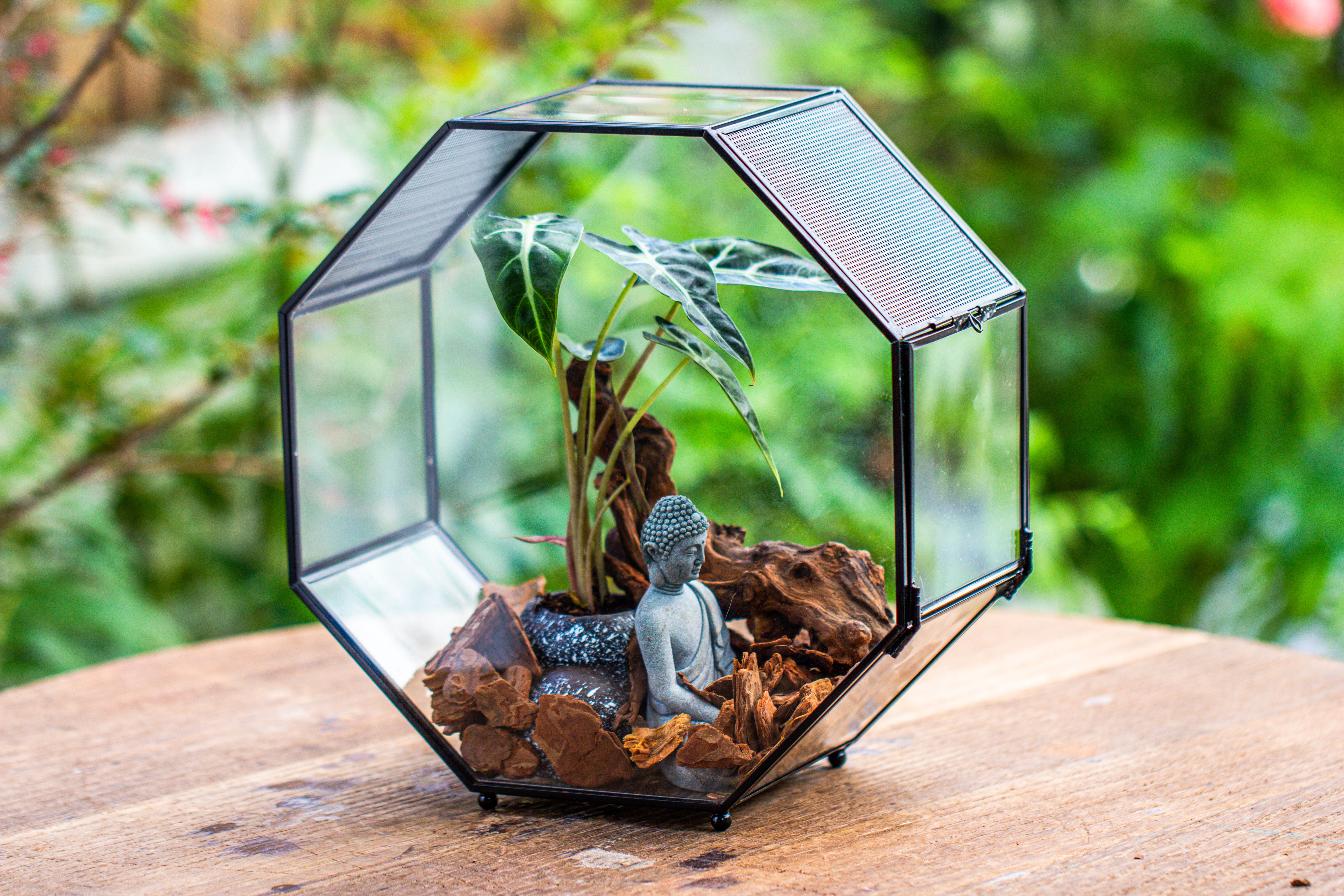 Handmade Octagon Glass Geometric Terrarium with Side Vent, Spider Terrarium, Jumping Spider/Snail Terrarium, Jumping Spider Enclosure - NCYPgarden