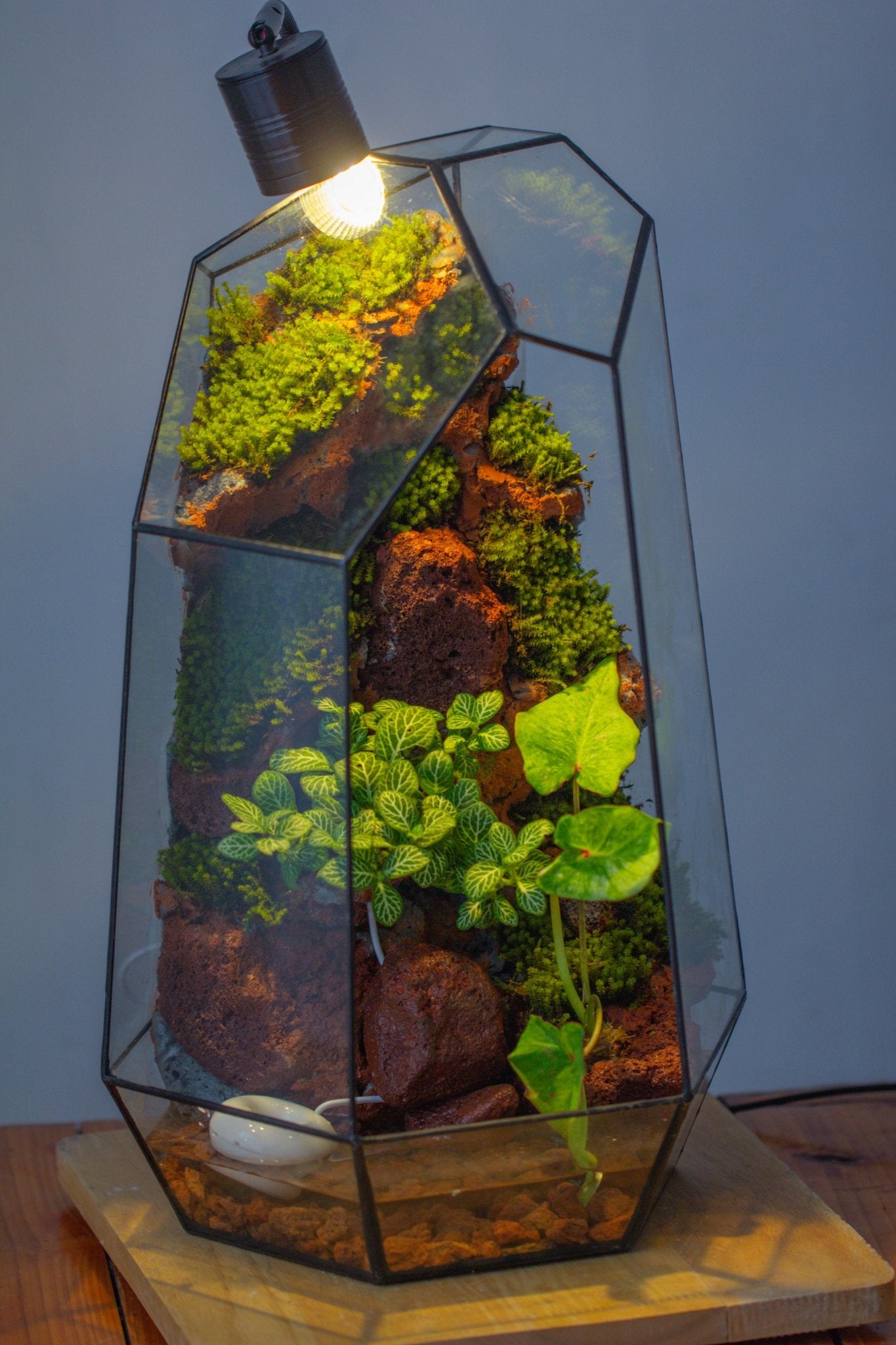 Handmade Extra Large Tall Irregular Glass Geometric Terrarium，Open, Waterproof, with Wire hole - NCYPgarden
