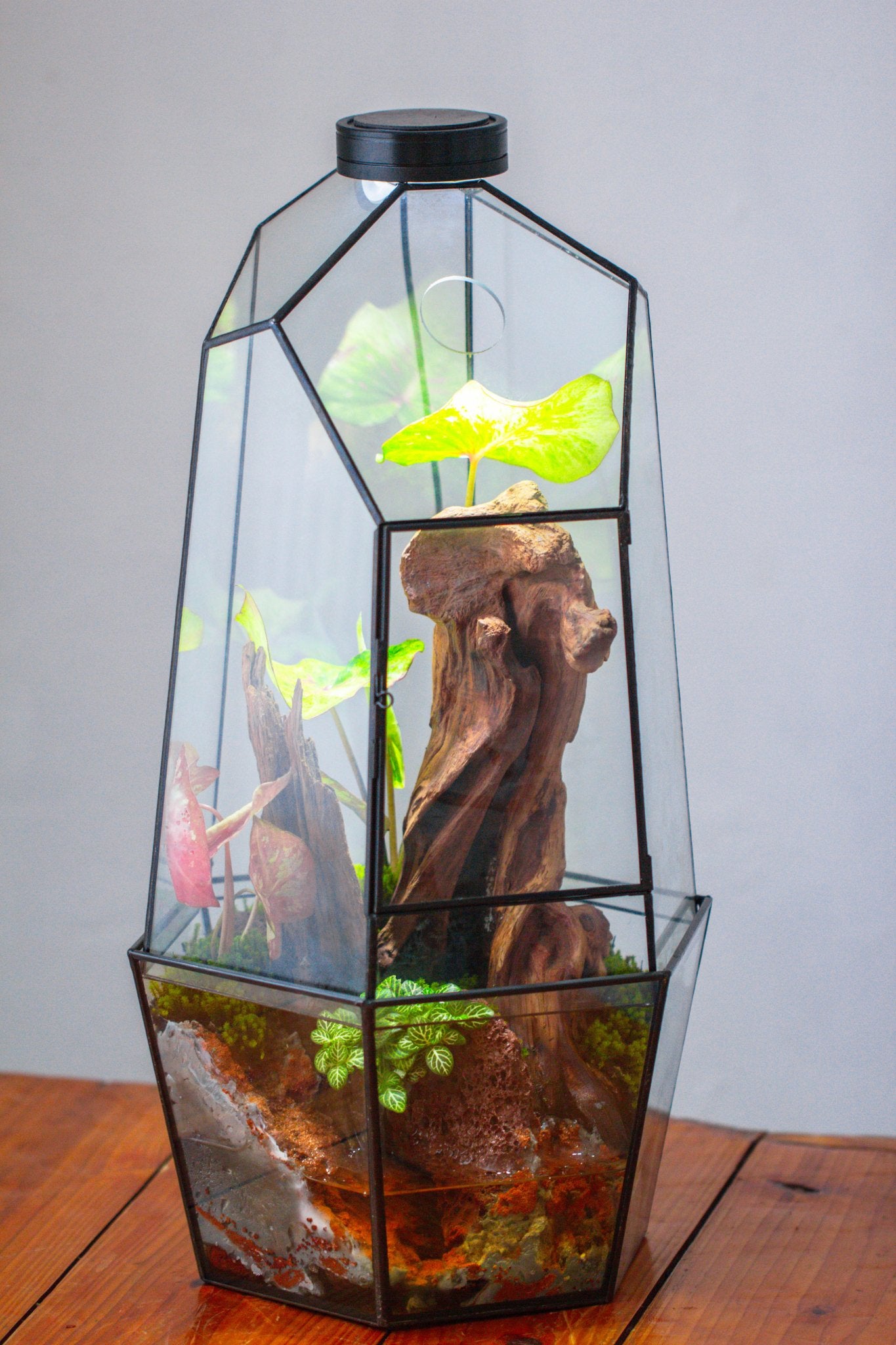 Large 2-Part 18.9" tall Close Glass Terrarium for orchid, fern, moss, Watertight, with top hole - NCYPgarden