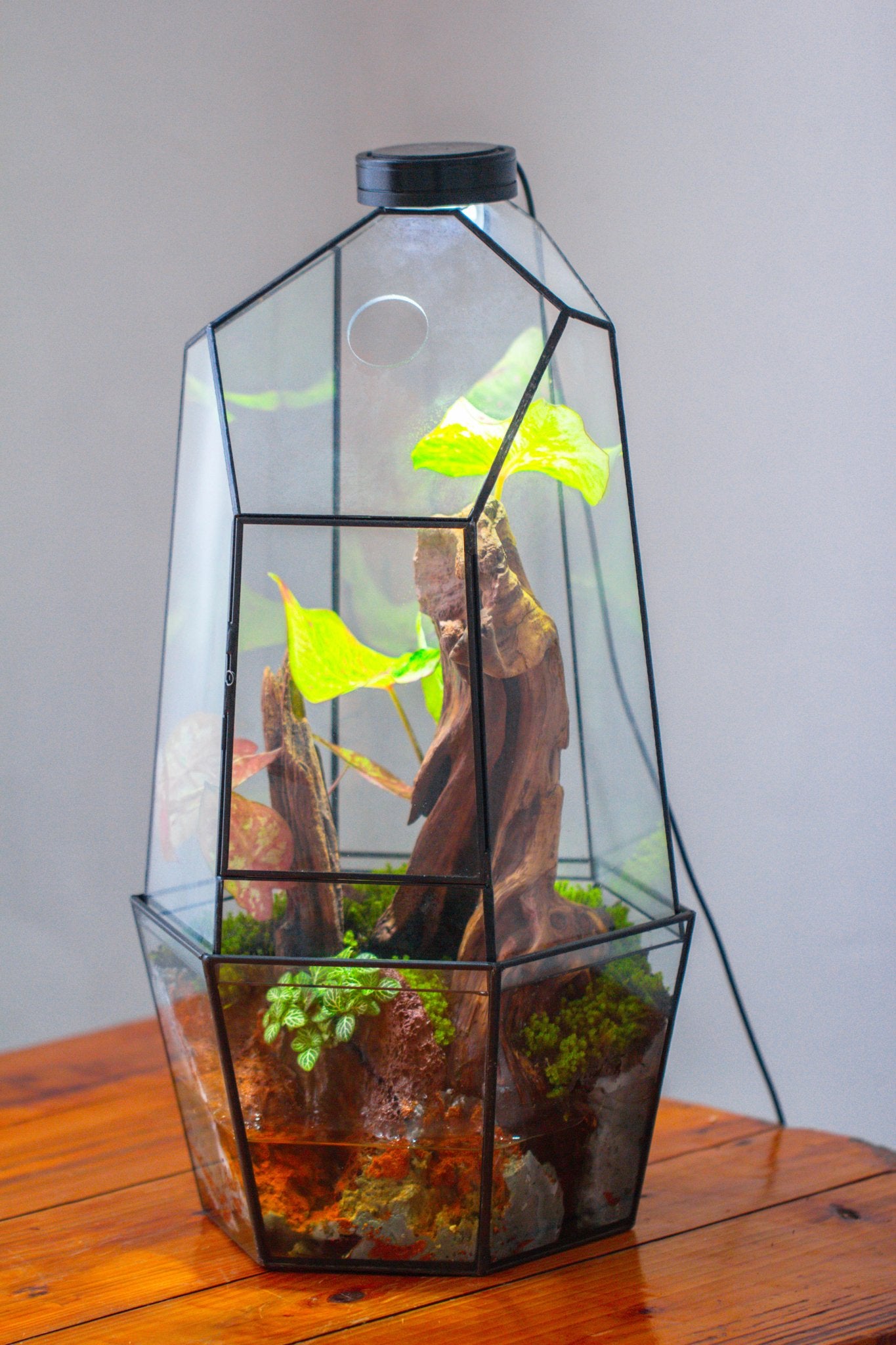 Large 2-Part 18.9" tall Close Glass Terrarium for orchid, fern, moss, Watertight, with top hole - NCYPgarden