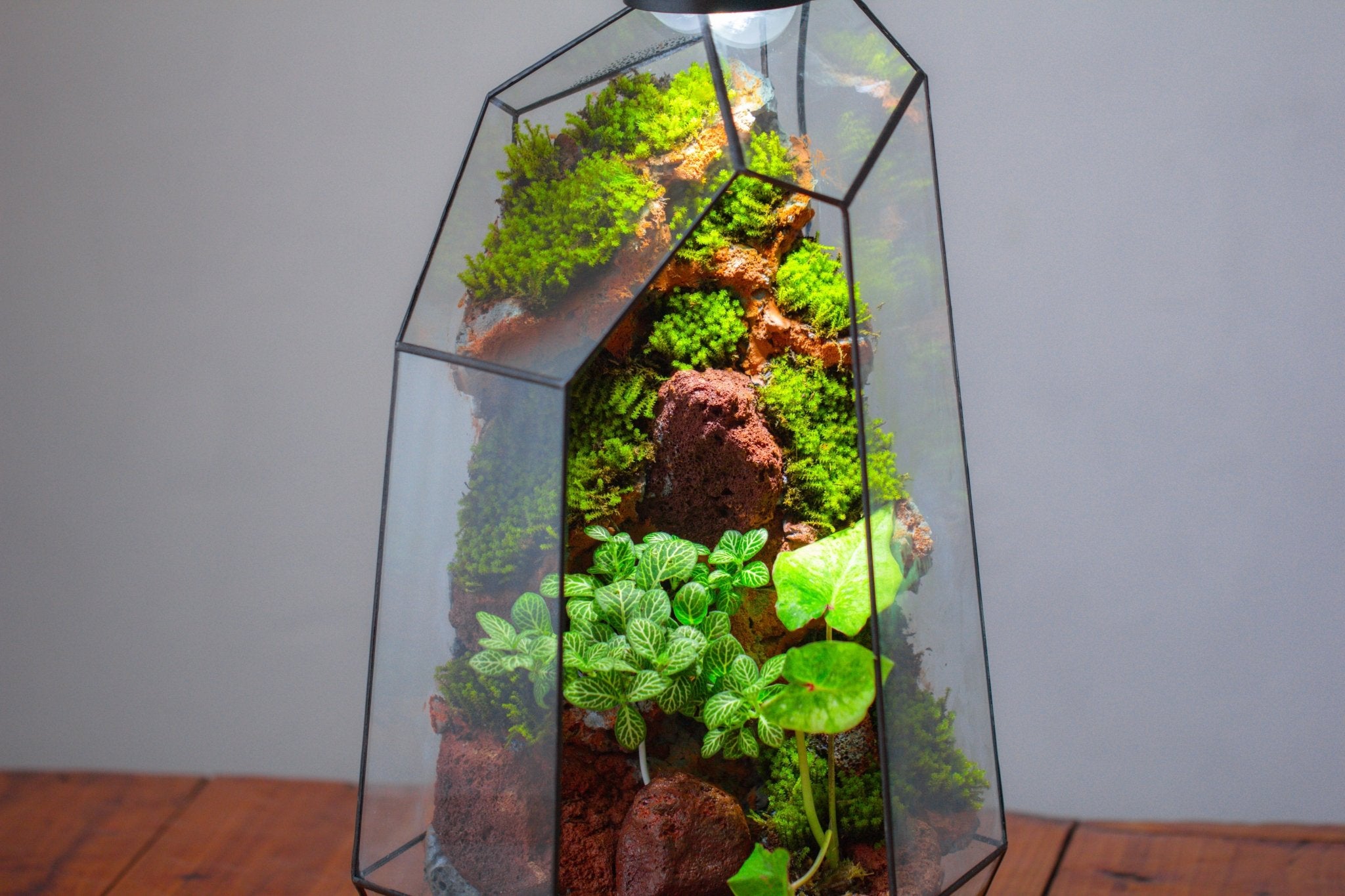 Handmade Extra Large Tall Irregular Glass Geometric Terrarium，Open, Waterproof, with Wire hole - NCYPgarden