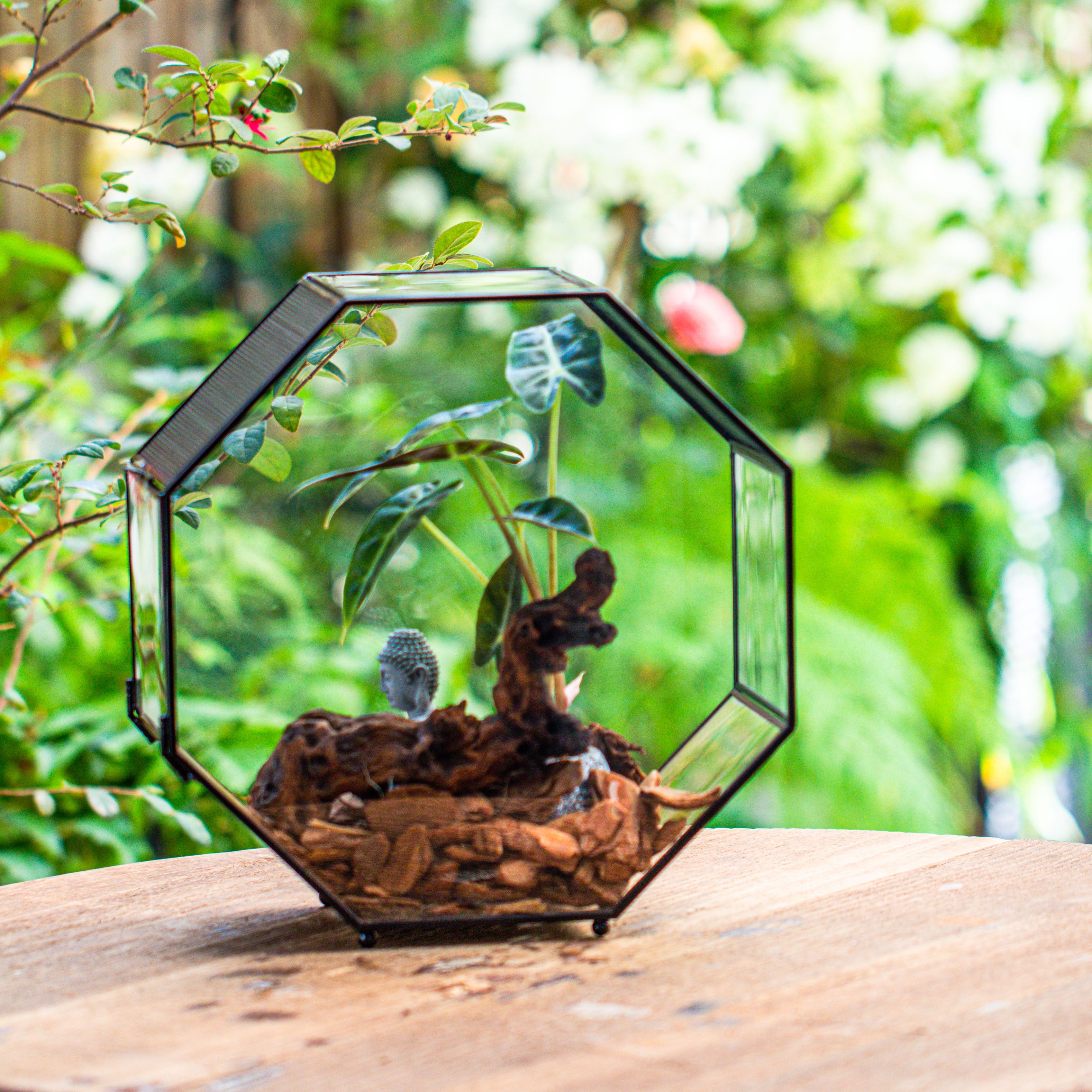 Handmade Octagon Glass Geometric Terrarium with Side Vent, Spider Terrarium, Jumping Spider/Snail Terrarium, Jumping Spider Enclosure - NCYPgarden