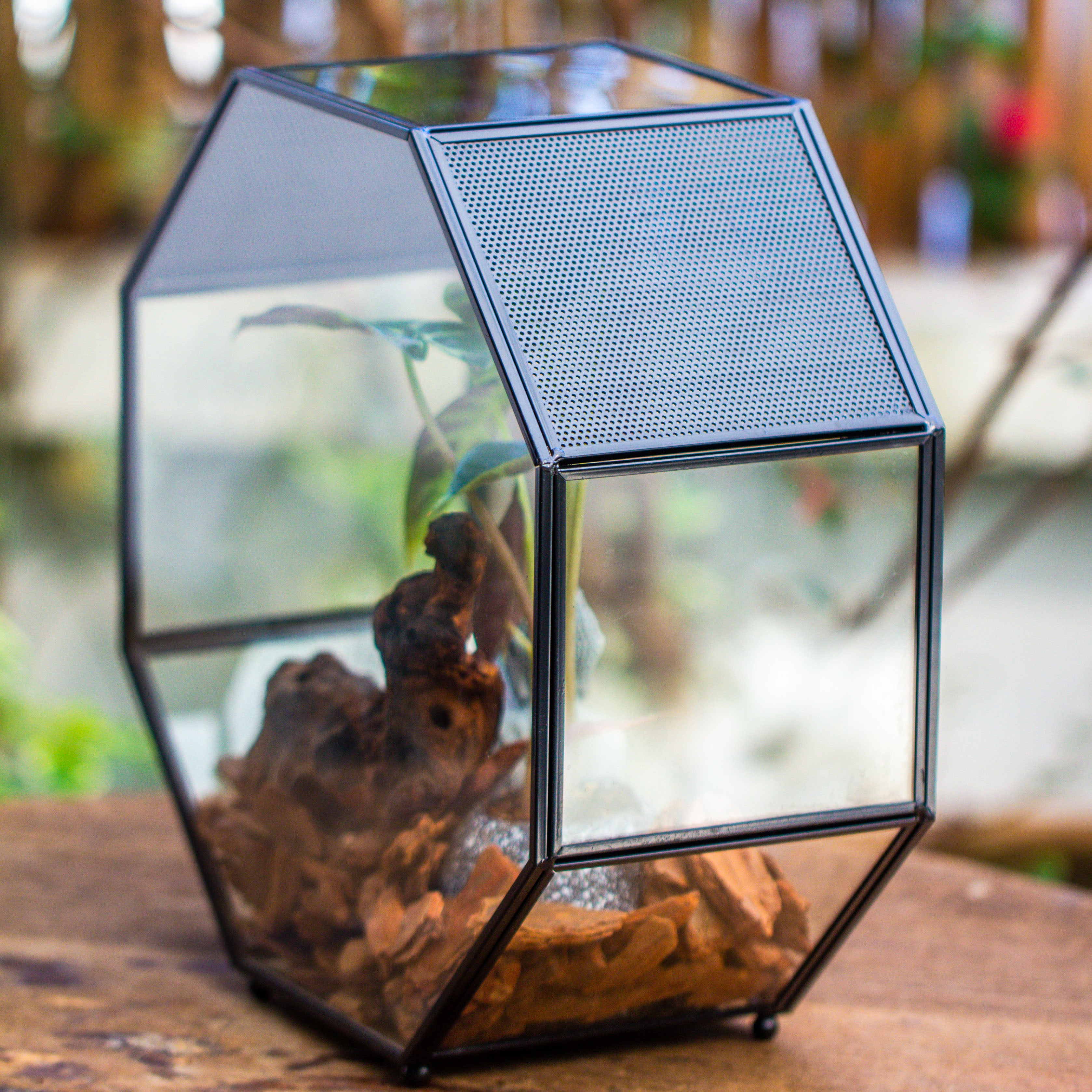 Handmade Octagon Glass Geometric Terrarium with Side Vent, Spider Terrarium, Jumping Spider/Snail Terrarium, Jumping Spider Enclosure - NCYPgarden