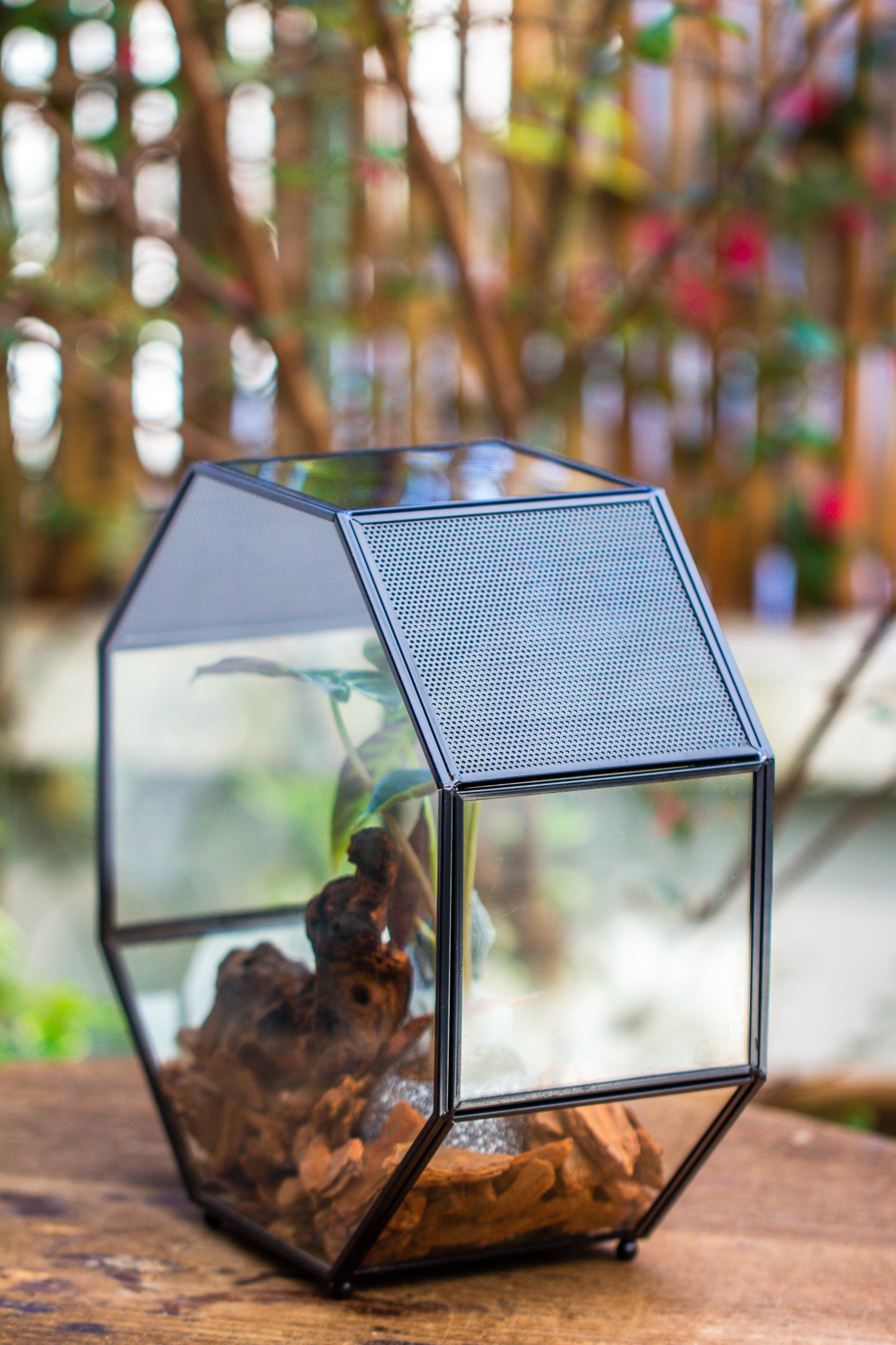 Handmade Octagon Glass Geometric Terrarium with Side Vent, Spider Terrarium, Jumping Spider/Snail Terrarium, Jumping Spider Enclosure - NCYPgarden