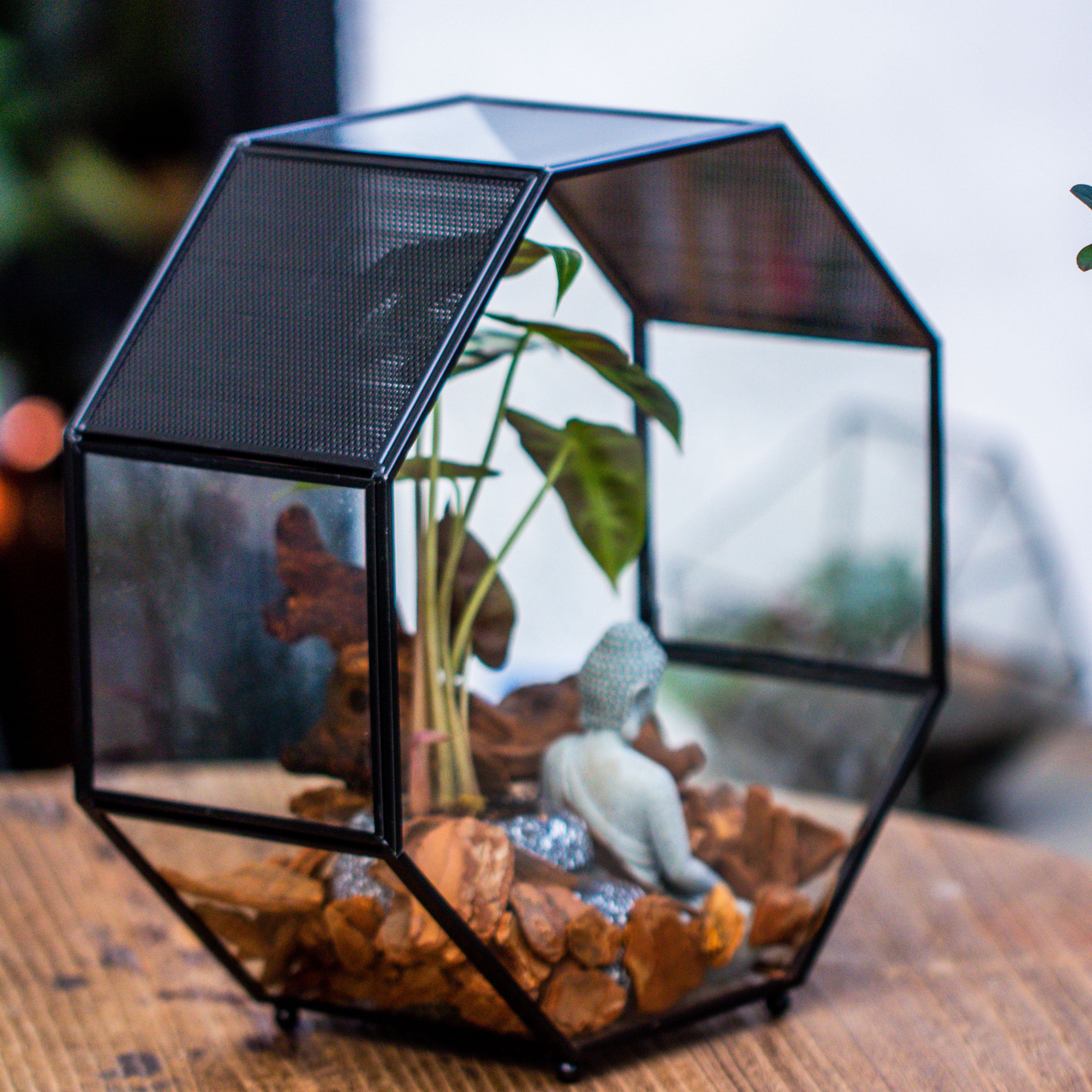 Handmade Octagon Glass Geometric Terrarium with Side Vent, Spider Terrarium, Jumping Spider/Snail Terrarium, Jumping Spider Enclosure - NCYPgarden