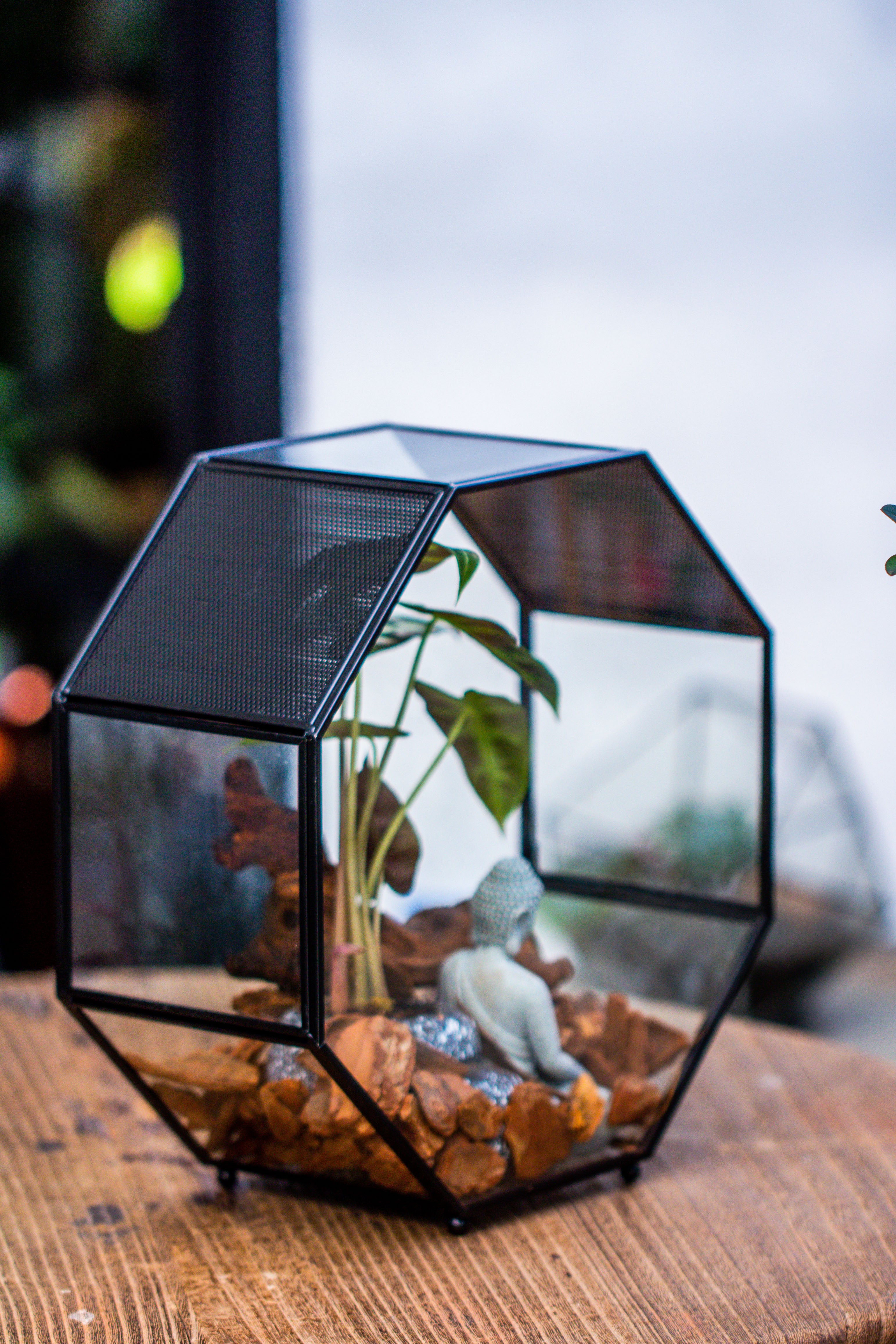 Handmade Octagon Glass Geometric Terrarium with Side Vent, Spider Terrarium, Jumping Spider/Snail Terrarium, Jumping Spider Enclosure - NCYPgarden
