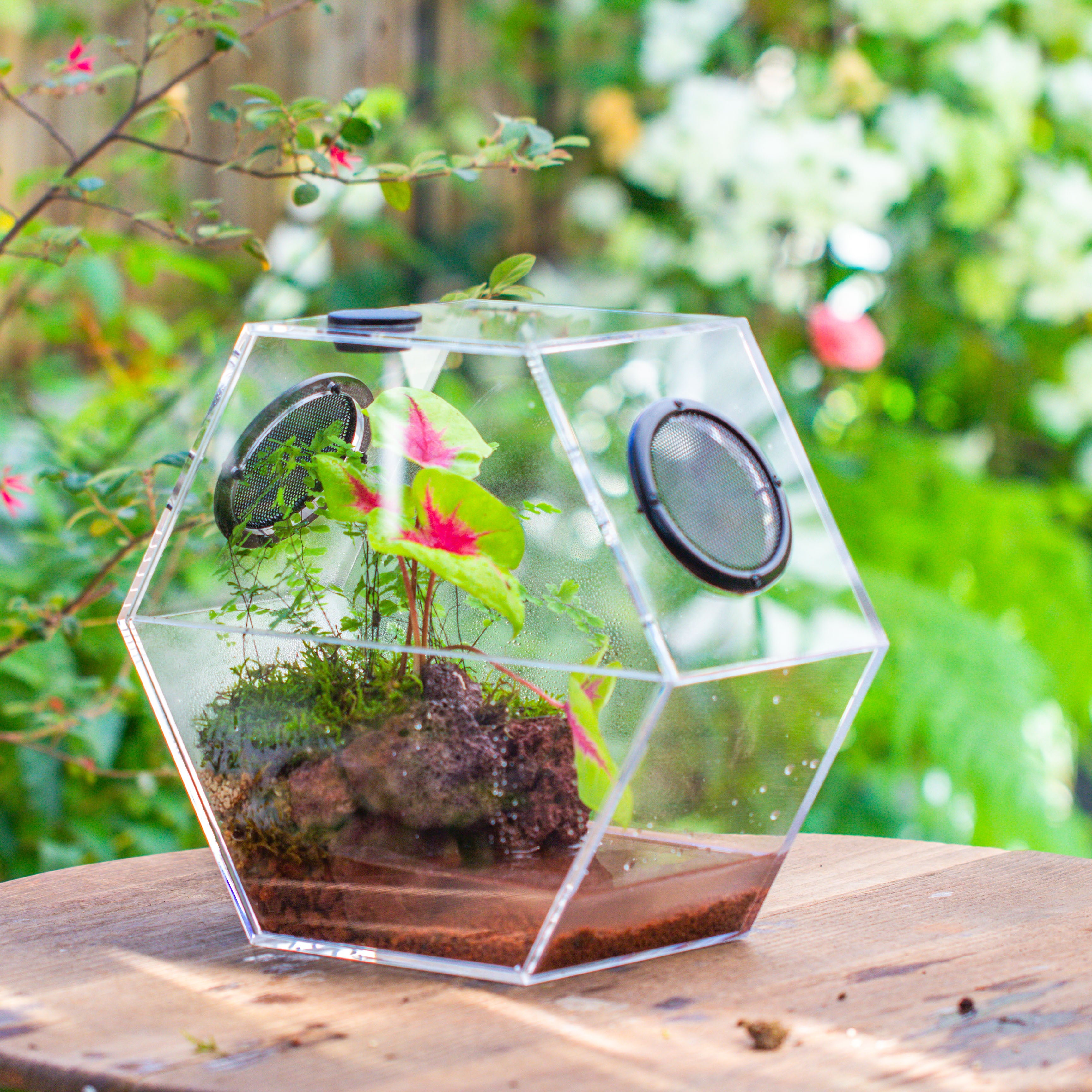 Handmade Extra Large Acrylic Hexagon Watertight Enclosure Terrarium with Mesh Vents, Feed Hole for Insects, Vivarium, Enclosure Only - NCYPgarden