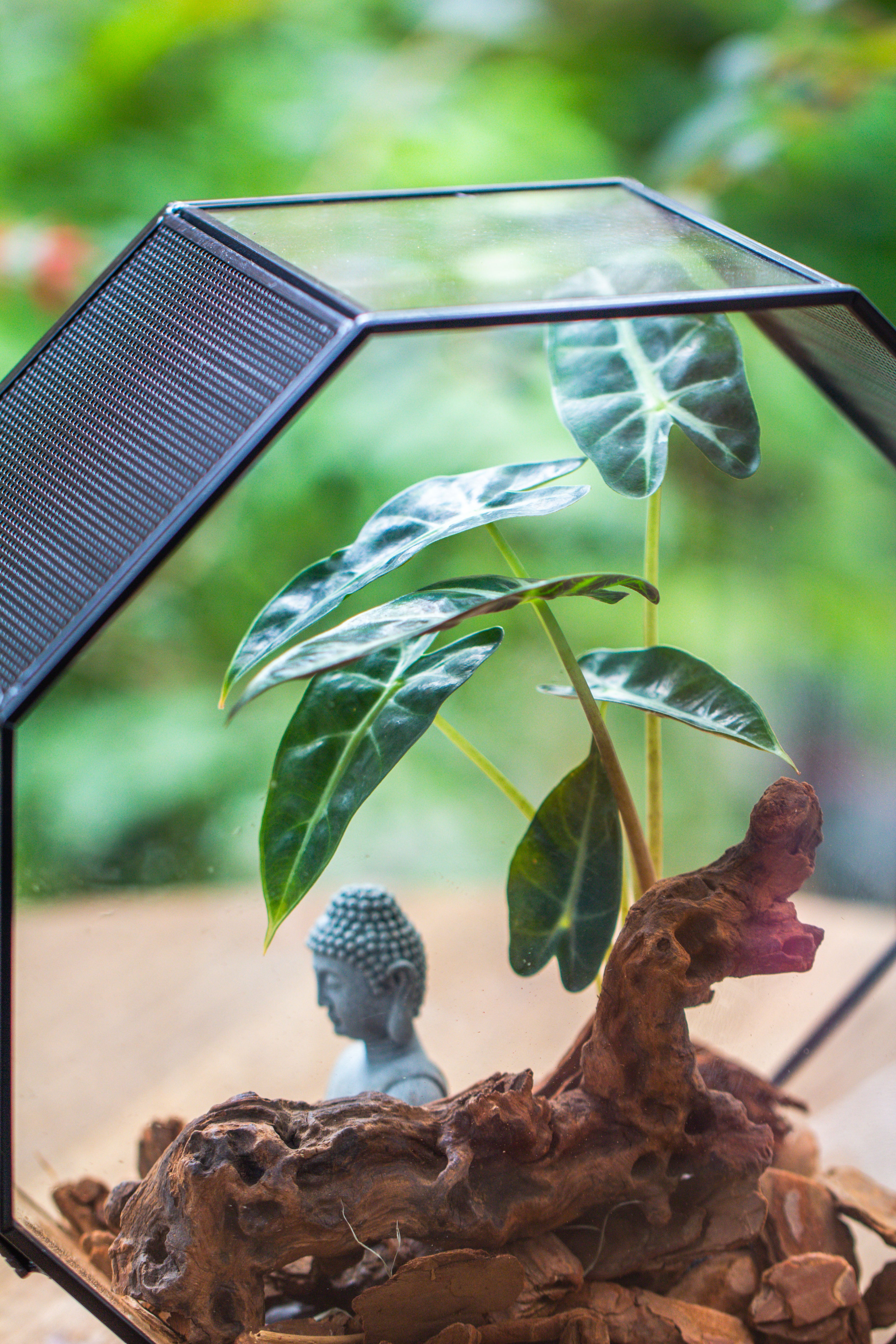 Handmade Octagon Glass Geometric Terrarium with Side Vent, Spider Terrarium, Jumping Spider/Snail Terrarium, Jumping Spider Enclosure - NCYPgarden