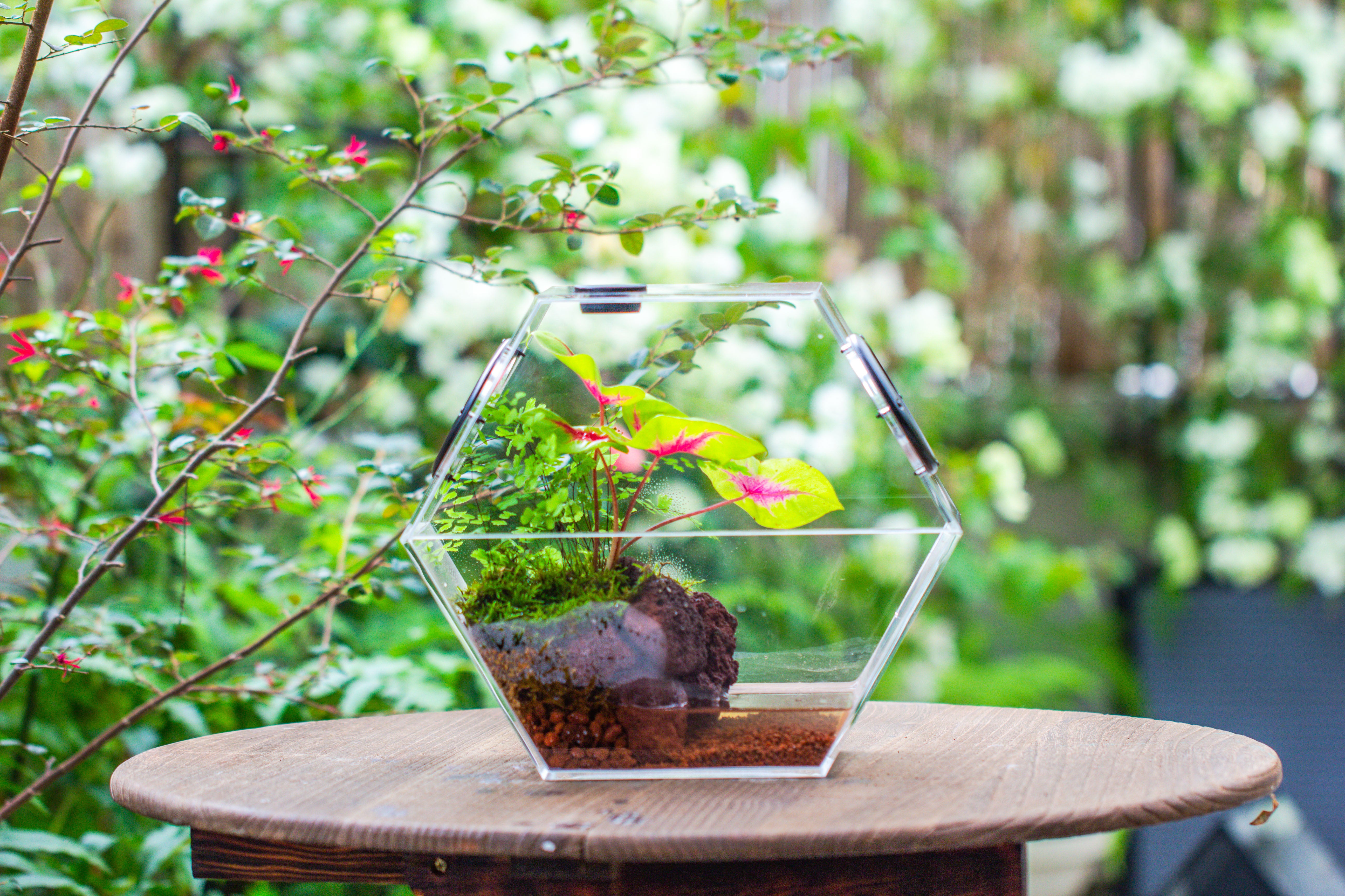 Handmade Extra Large Acrylic Hexagon Watertight Enclosure Terrarium with Mesh Vents, Feed Hole for Insects, Vivarium, Enclosure Only - NCYPgarden