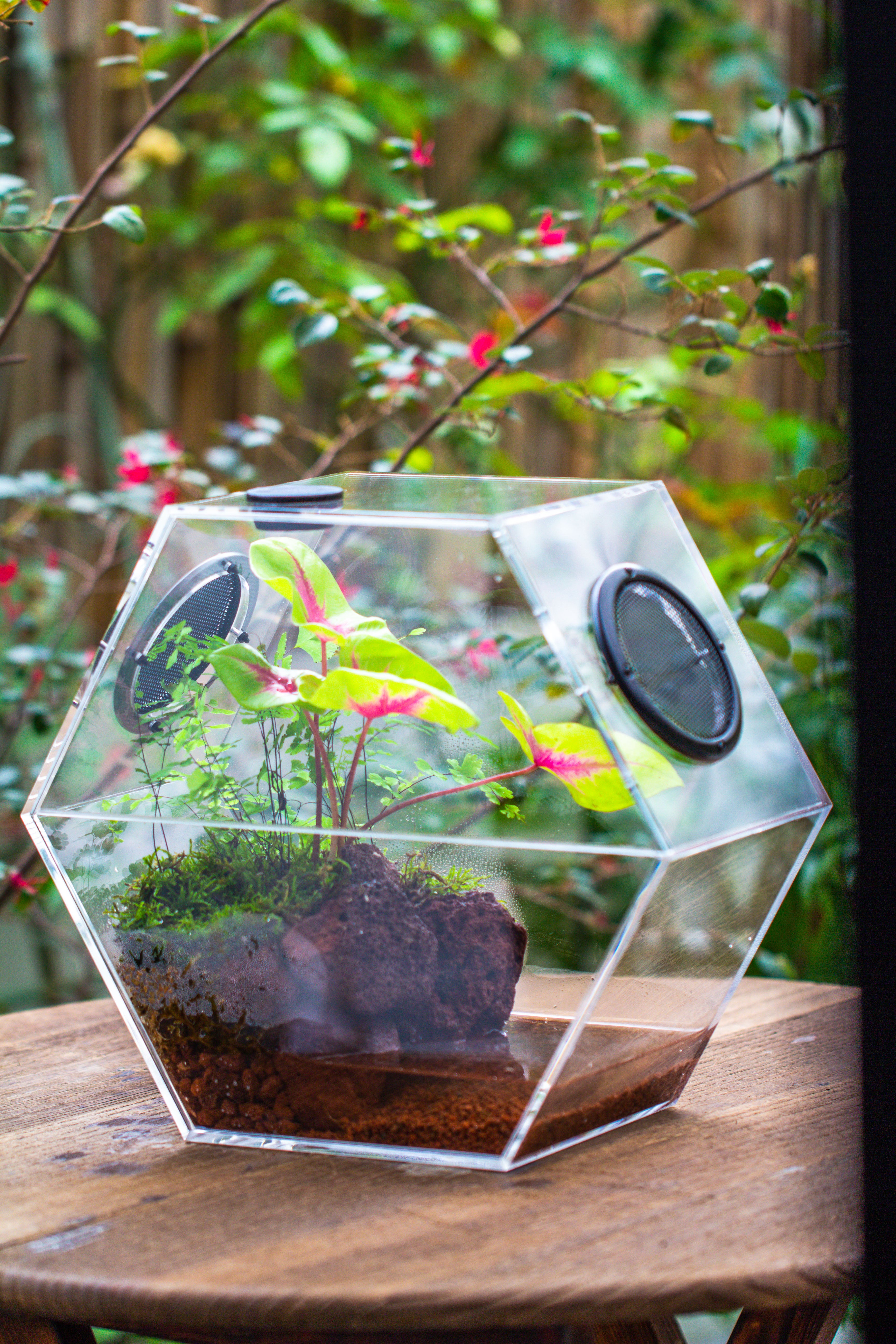 Handmade Extra Large Acrylic Hexagon Watertight Enclosure Terrarium with Mesh Vents, Feed Hole for Insects, Vivarium, Enclosure Only - NCYPgarden