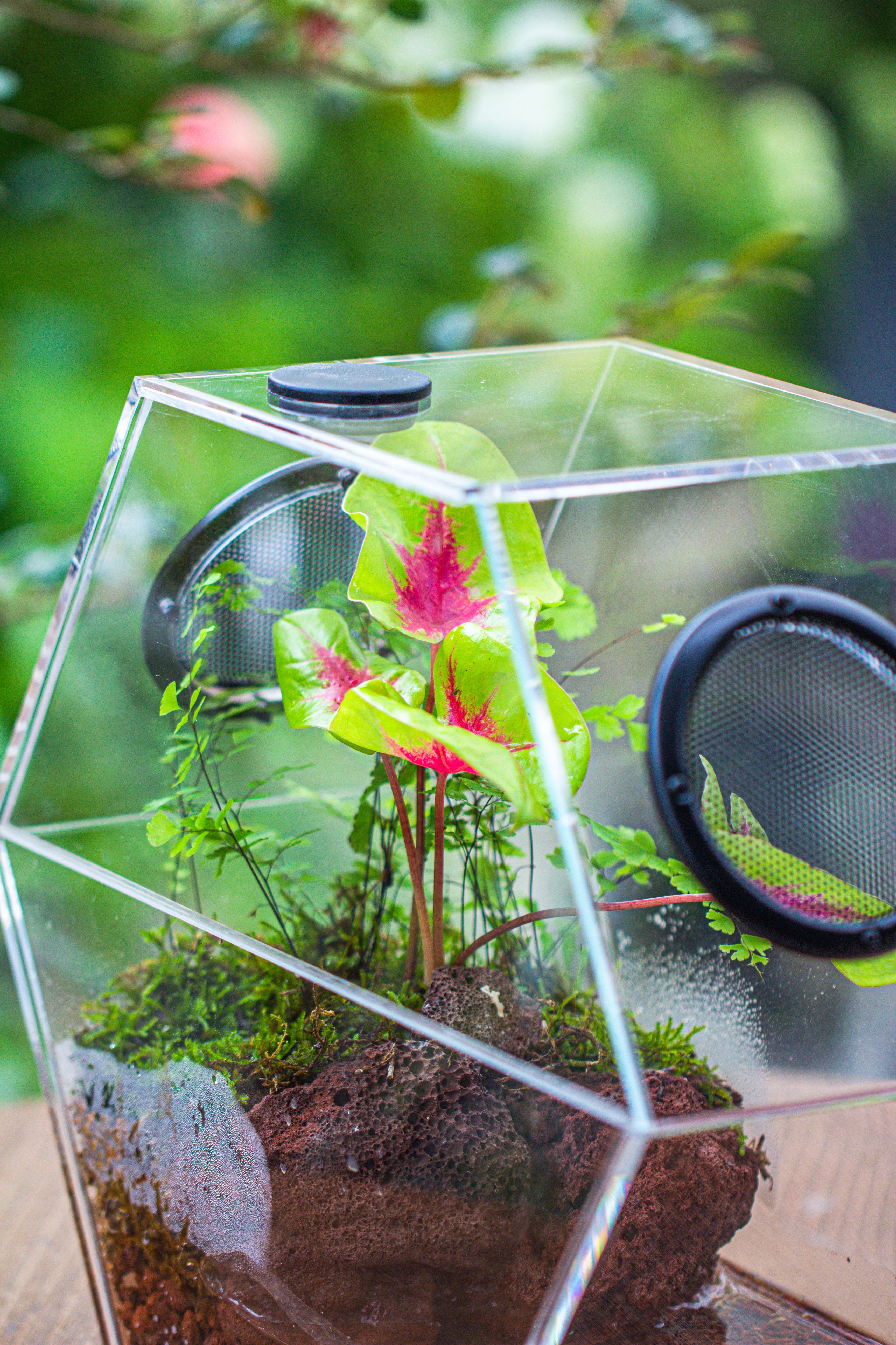 Handmade Extra Large Acrylic Hexagon Watertight Enclosure Terrarium with Mesh Vents, Feed Hole for Insects, Vivarium, Enclosure Only - NCYPgarden