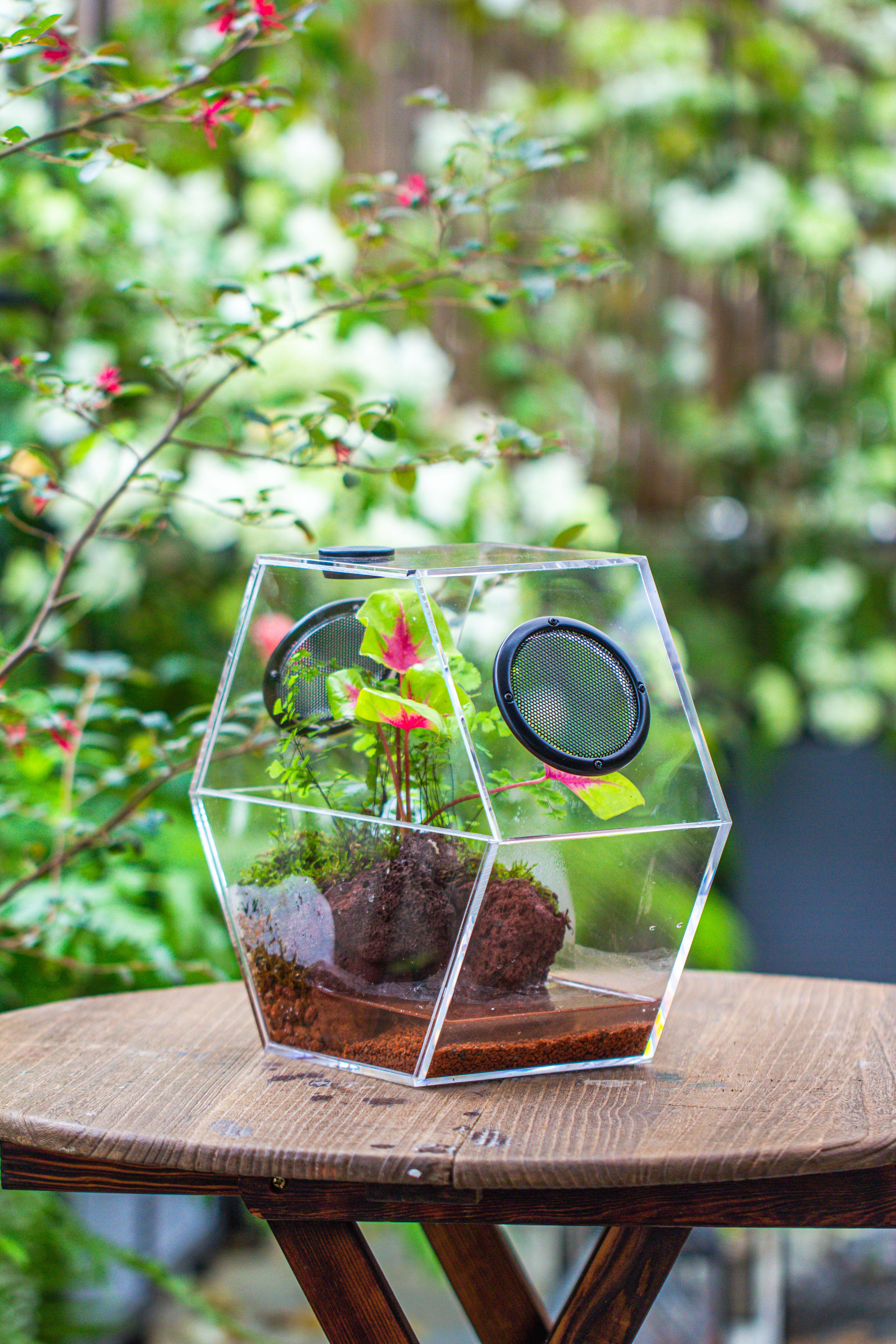 Handmade Extra Large Acrylic Hexagon Watertight Enclosure Terrarium with Mesh Vents, Feed Hole for Insects, Vivarium, Enclosure Only - NCYPgarden