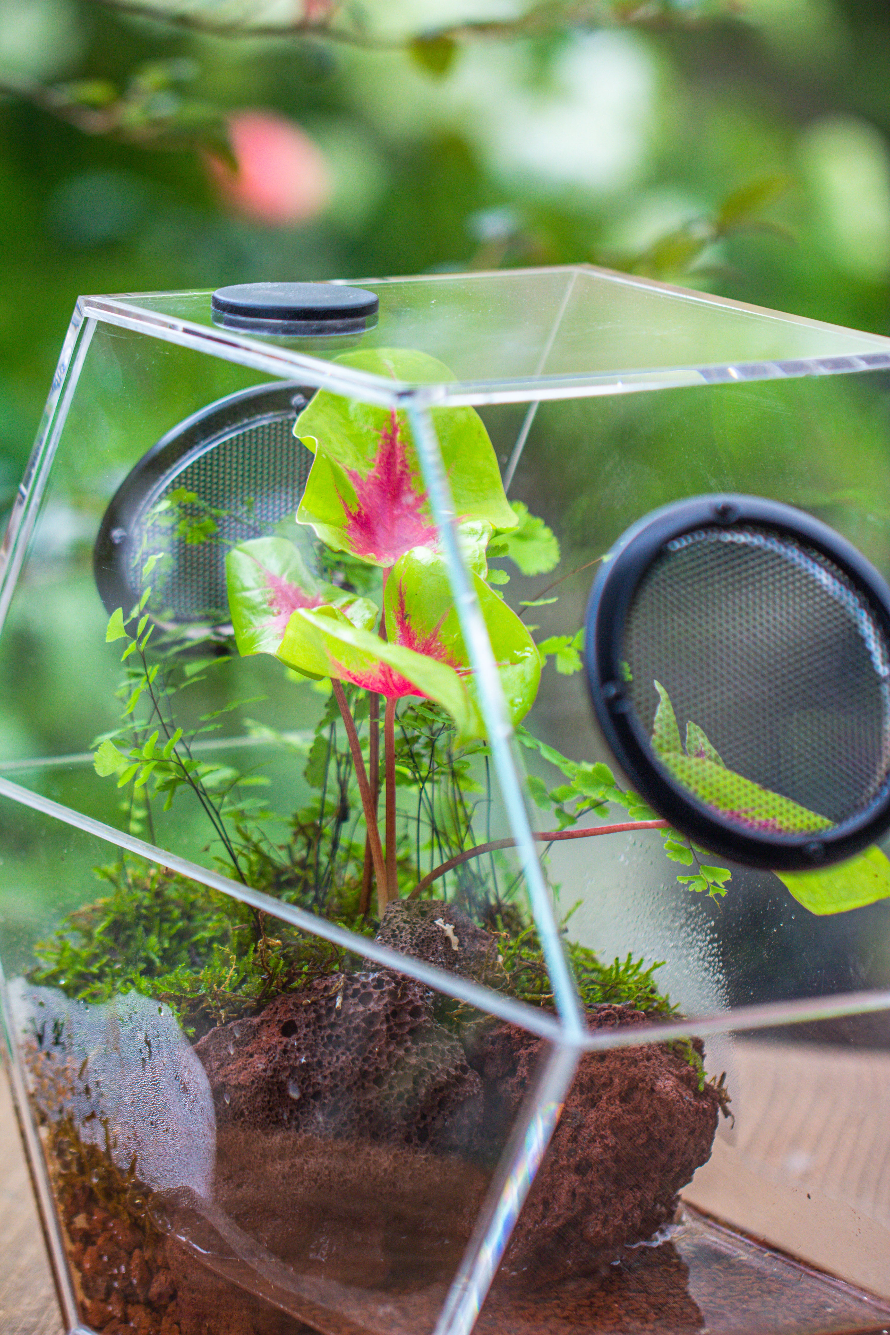 Handmade Extra Large Acrylic Hexagon Watertight Enclosure Terrarium with Mesh Vents, Feed Hole for Insects, Vivarium, Enclosure Only - NCYPgarden