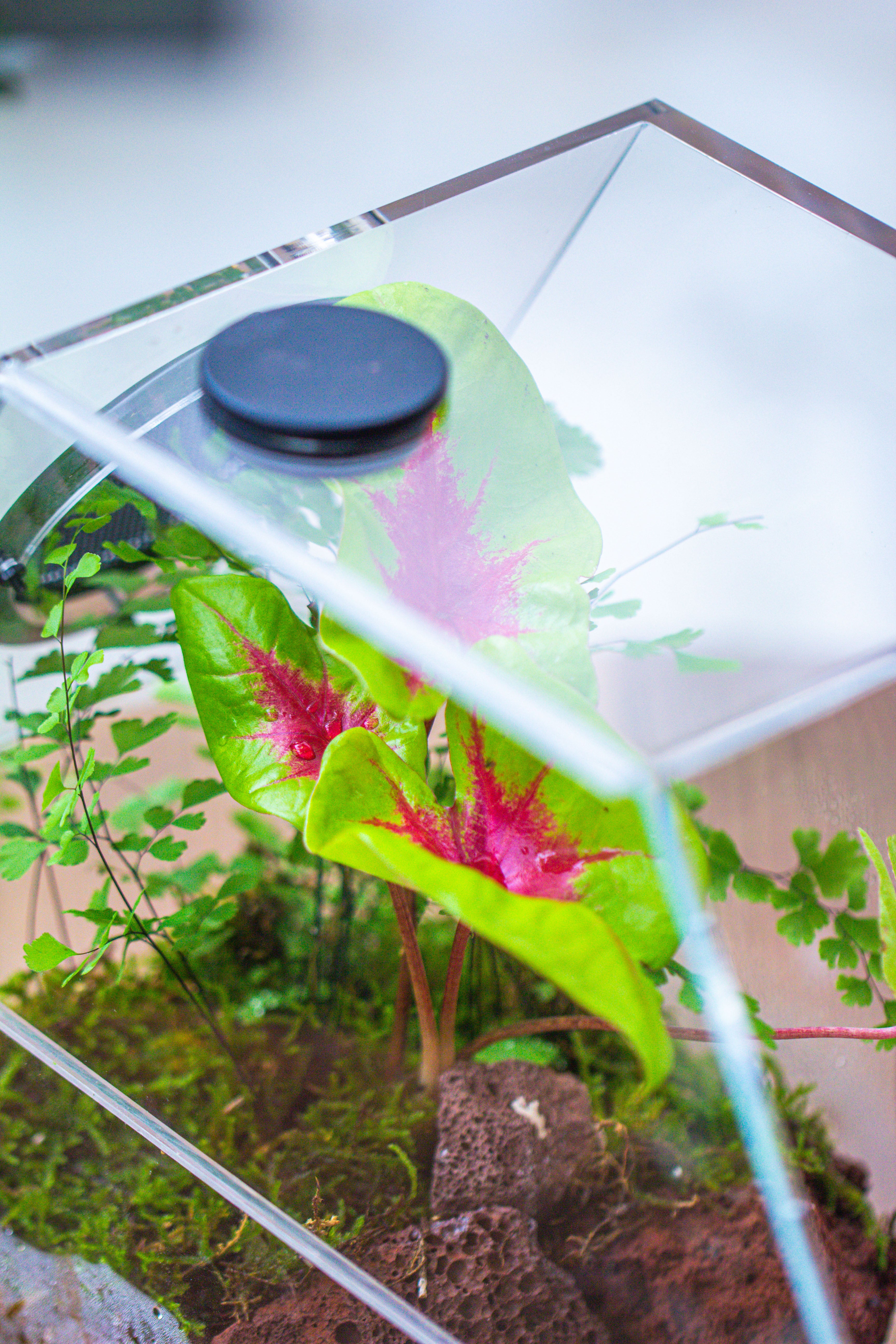 Handmade Extra Large Acrylic Hexagon Watertight Enclosure Terrarium with Mesh Vents, Feed Hole for Insects, Vivarium, Enclosure Only - NCYPgarden