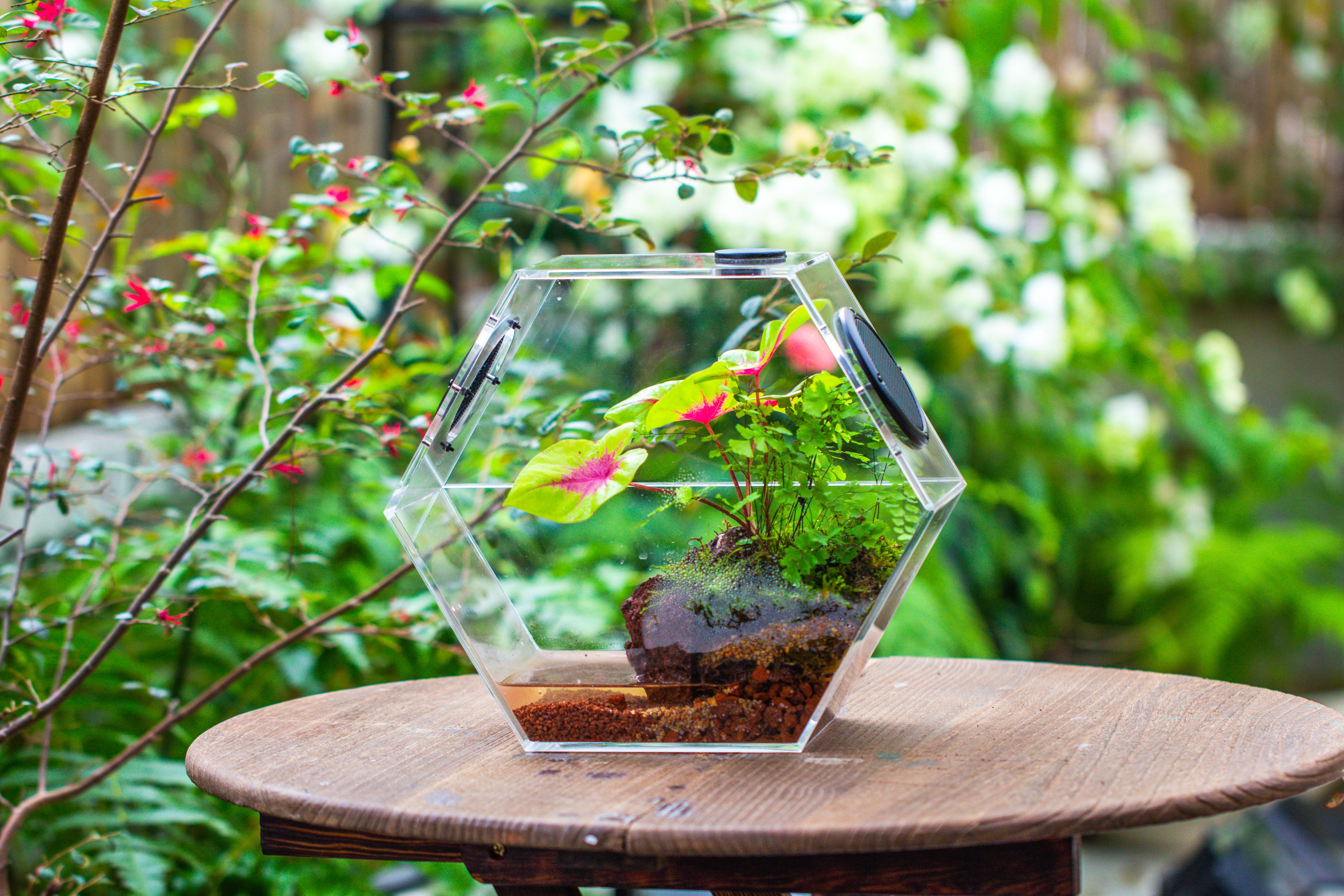 Handmade Extra Large Acrylic Hexagon Watertight Enclosure Terrarium with Mesh Vents, Feed Hole for Insects, Vivarium, Enclosure Only - NCYPgarden