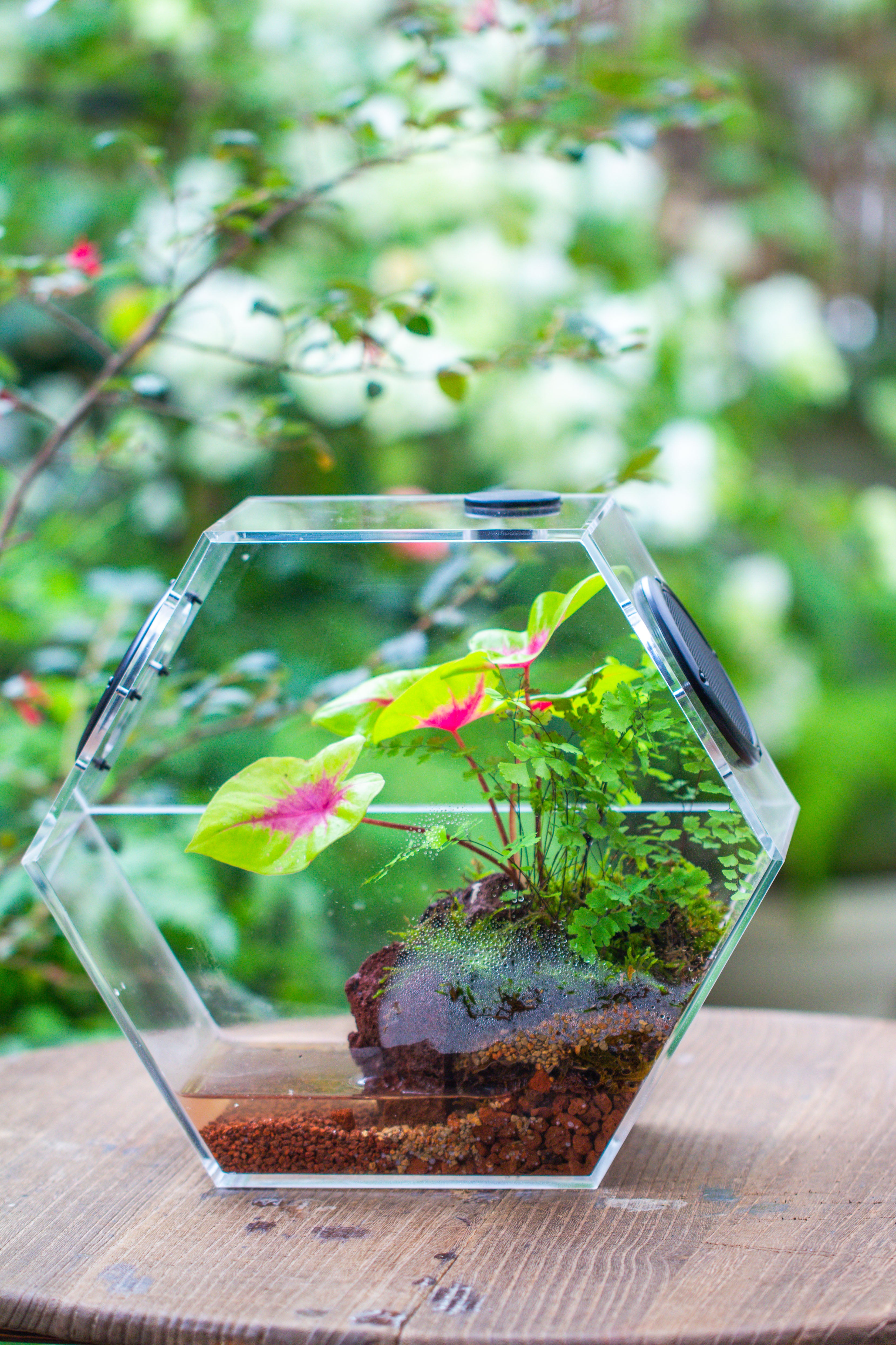 Handmade Extra Large Acrylic Hexagon Watertight Enclosure Terrarium with Mesh Vents, Feed Hole for Insects, Vivarium, Enclosure Only - NCYPgarden