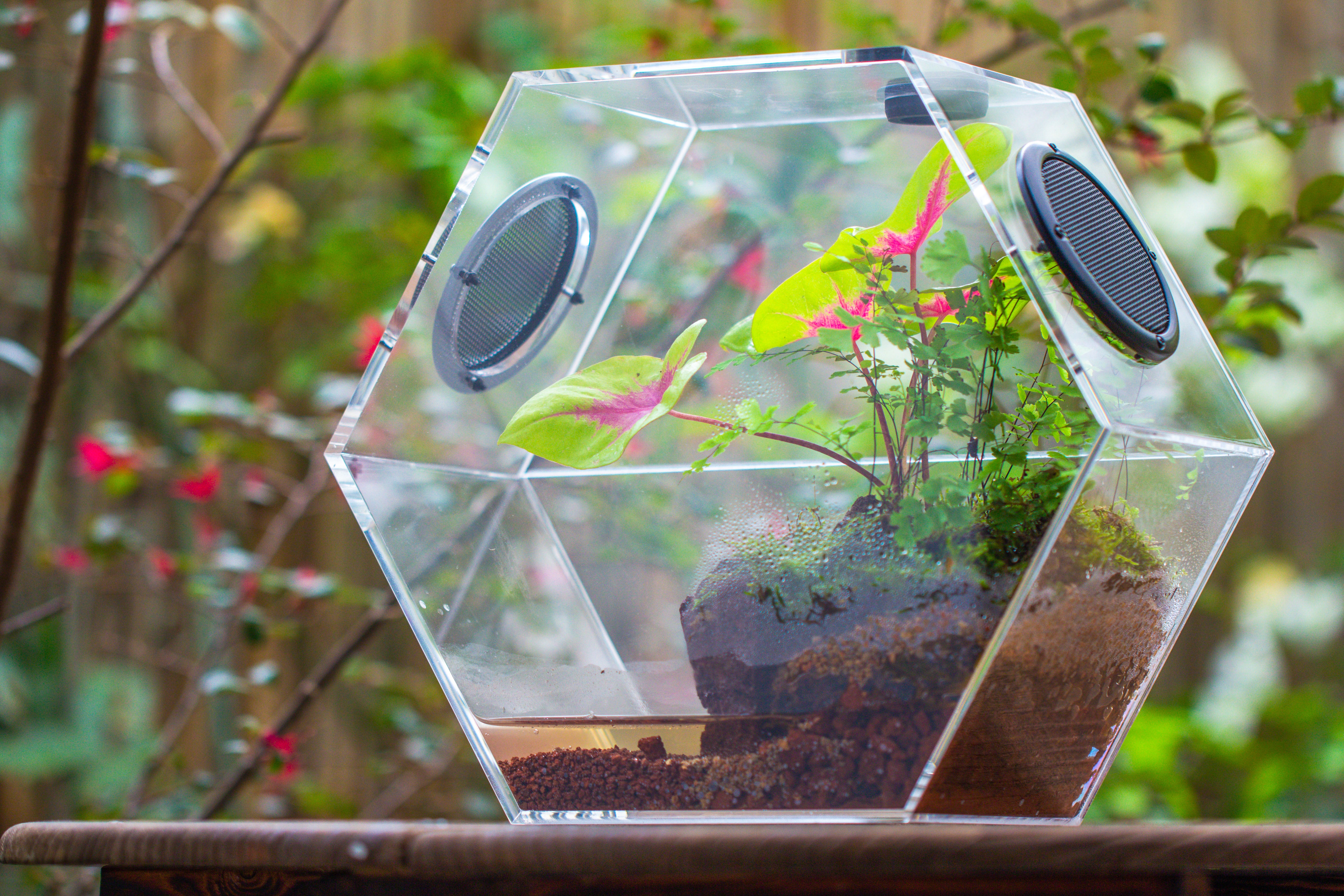 Handmade Extra Large Acrylic Hexagon Watertight Enclosure Terrarium with Mesh Vents, Feed Hole for Insects, Vivarium, Enclosure Only - NCYPgarden