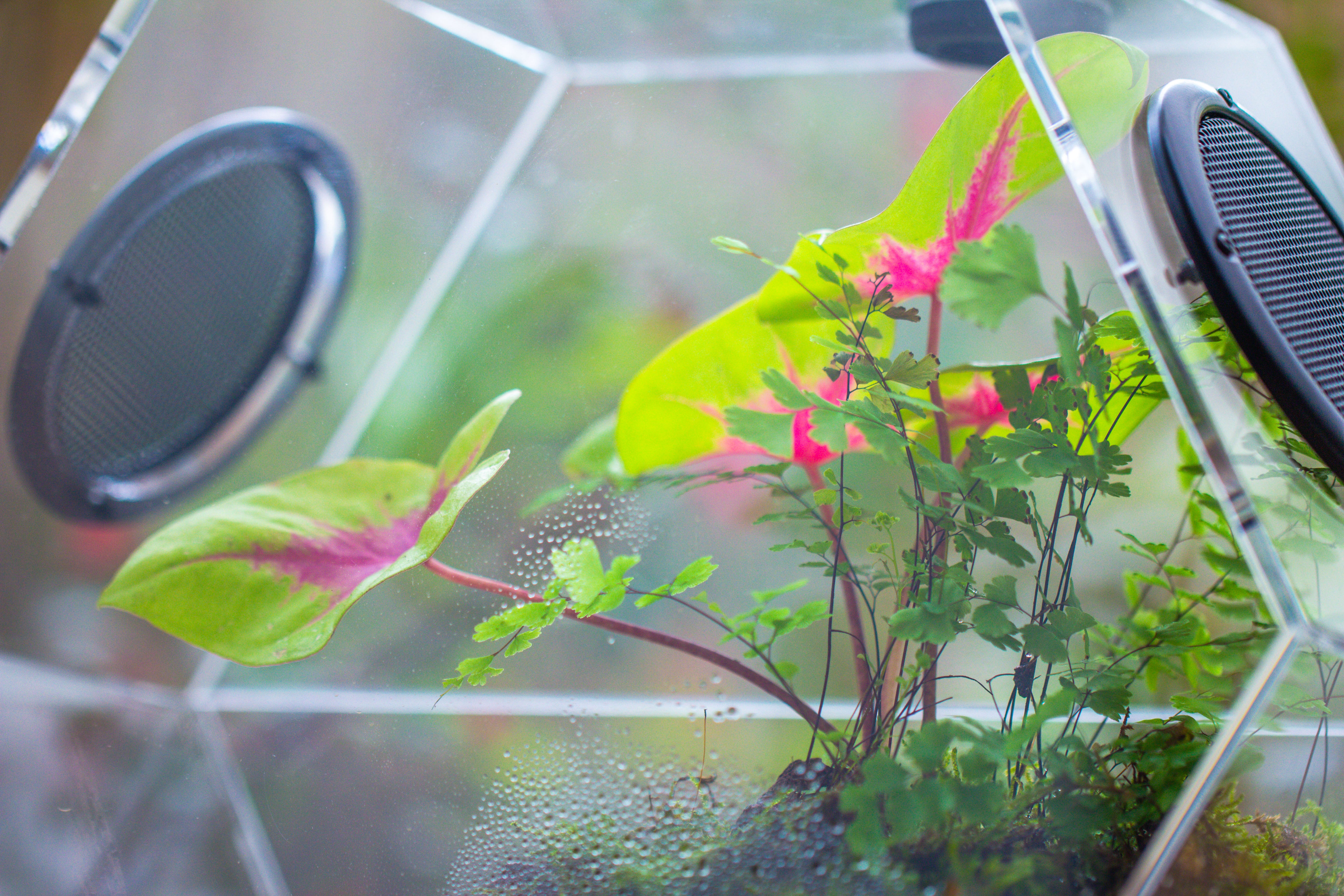 Handmade Extra Large Acrylic Hexagon Watertight Enclosure Terrarium with Mesh Vents, Feed Hole for Insects, Vivarium, Enclosure Only - NCYPgarden