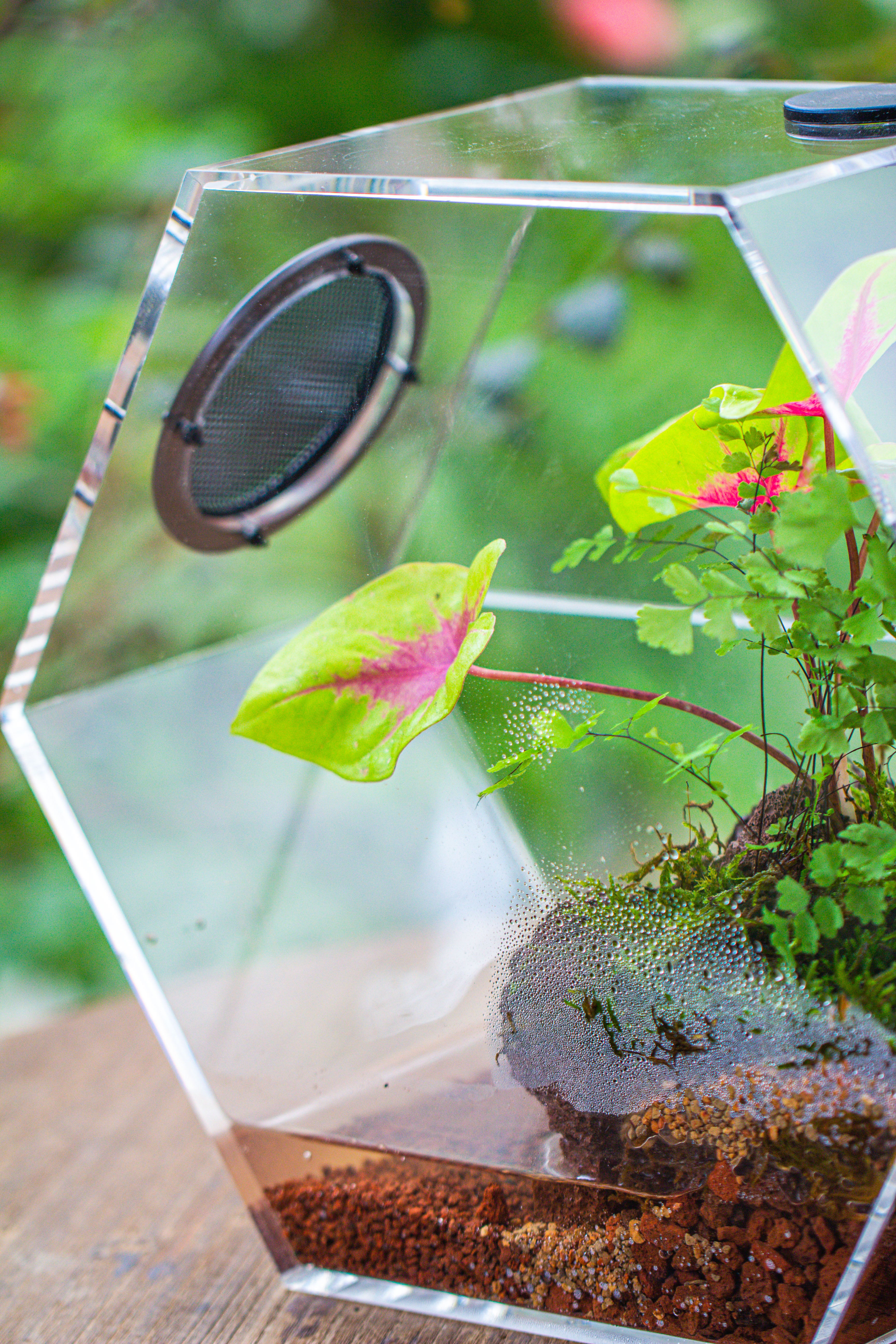 Handmade Extra Large Acrylic Hexagon Watertight Enclosure Terrarium with Mesh Vents, Feed Hole for Insects, Vivarium, Enclosure Only - NCYPgarden