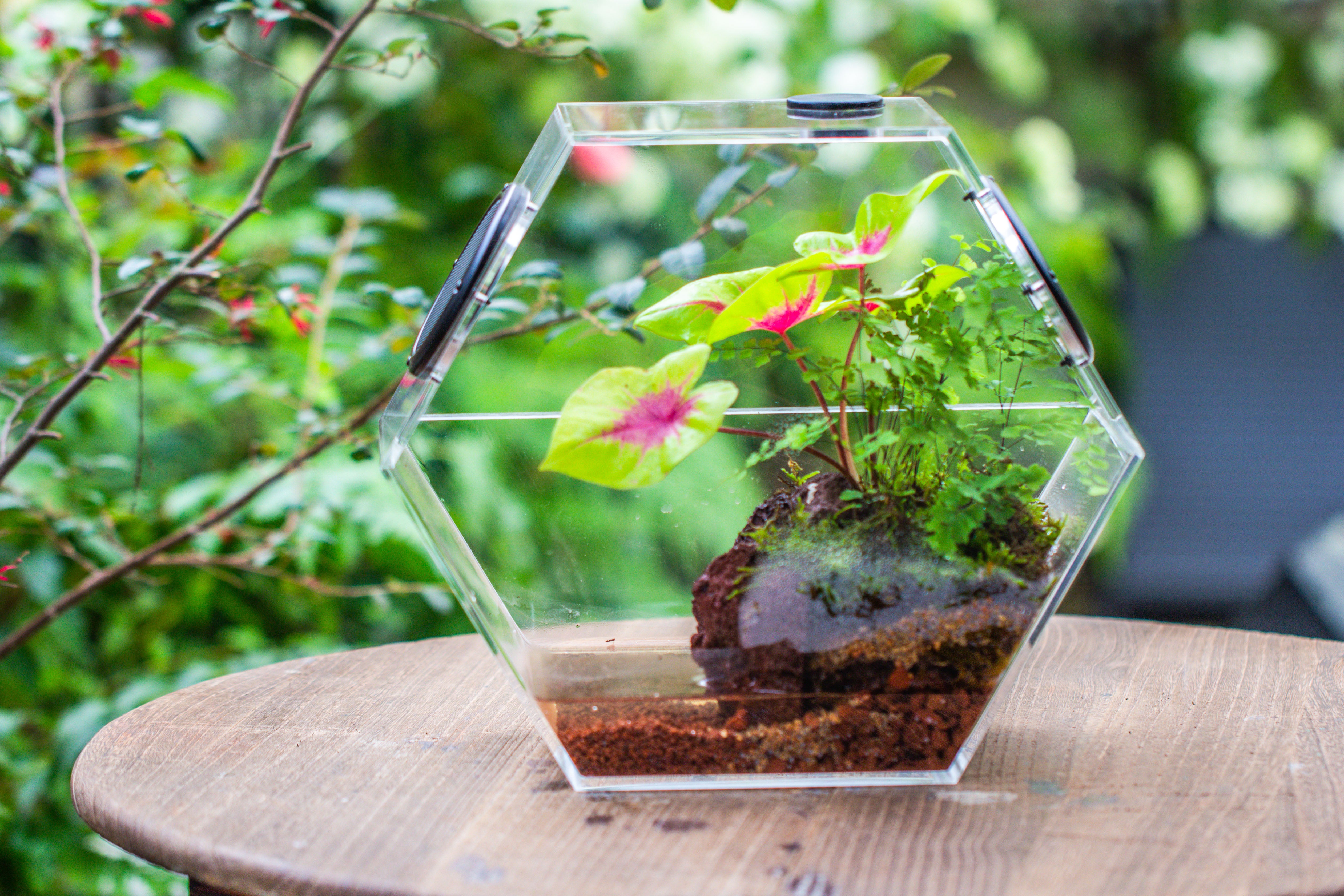 Handmade Extra Large Acrylic Hexagon Watertight Enclosure Terrarium with Mesh Vents, Feed Hole for Insects, Vivarium, Enclosure Only - NCYPgarden