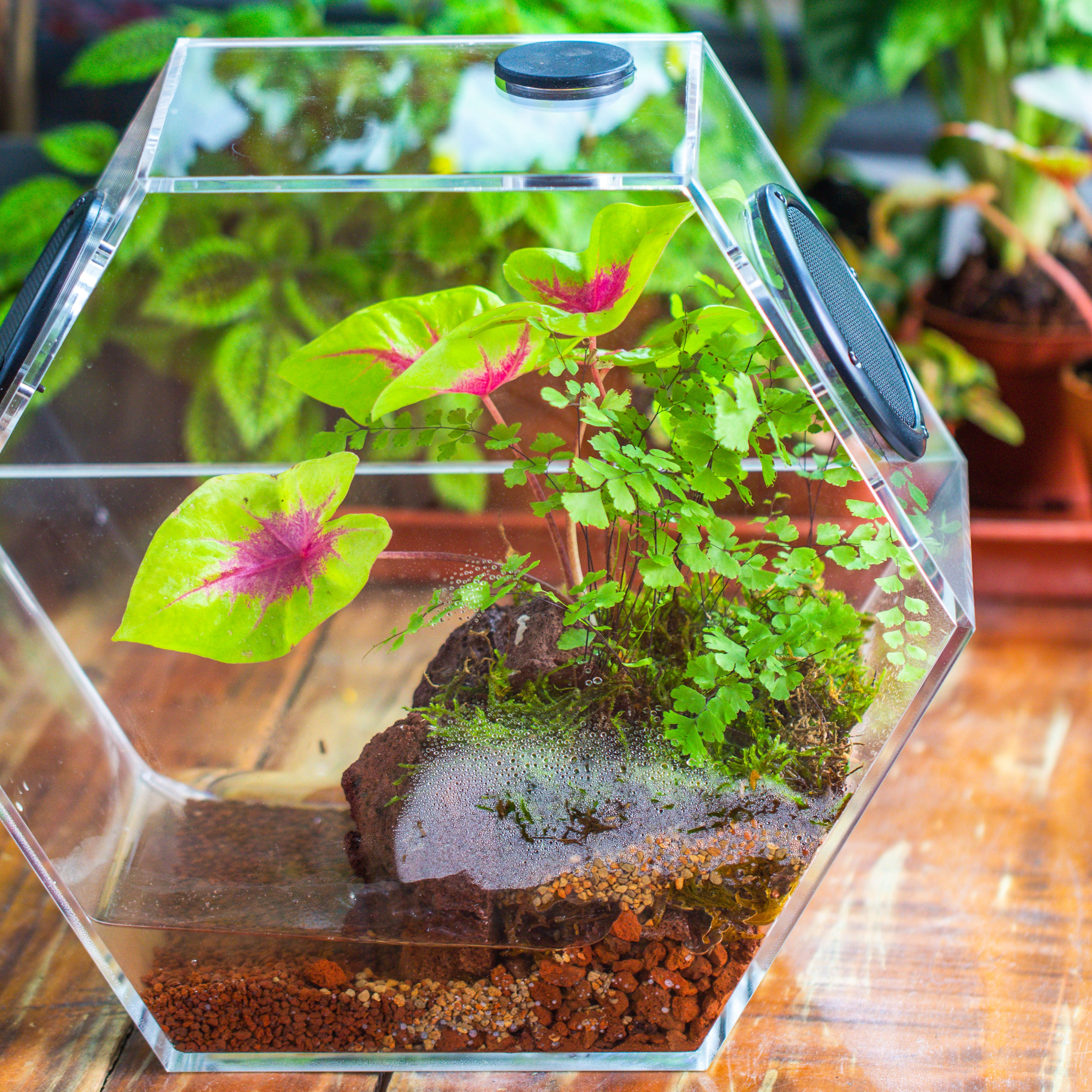 Handmade Extra Large Acrylic Hexagon Watertight Enclosure Terrarium with Mesh Vents, Feed Hole for Insects, Vivarium, Enclosure Only - NCYPgarden