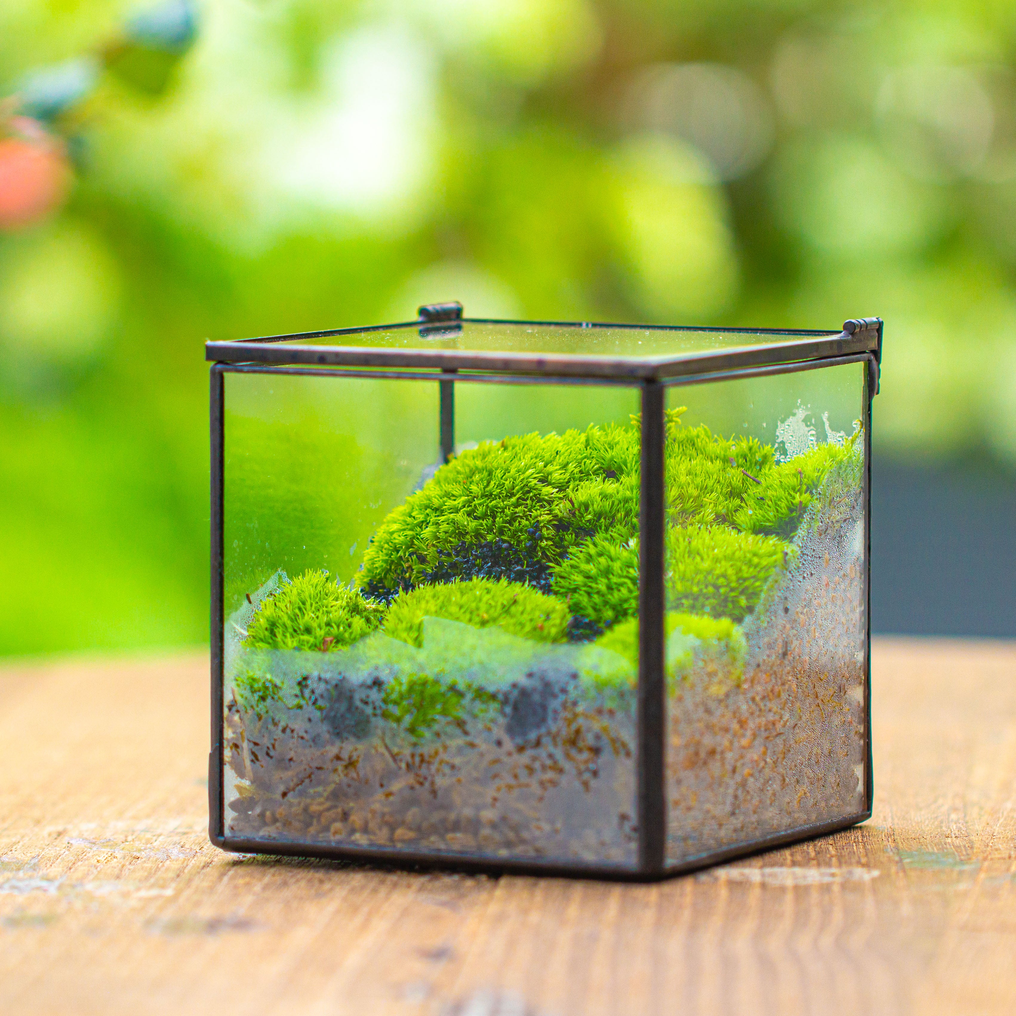 Cube Mini 4 inches Moss Geometric Glass Terrarium DIY Set - NCYPgarden