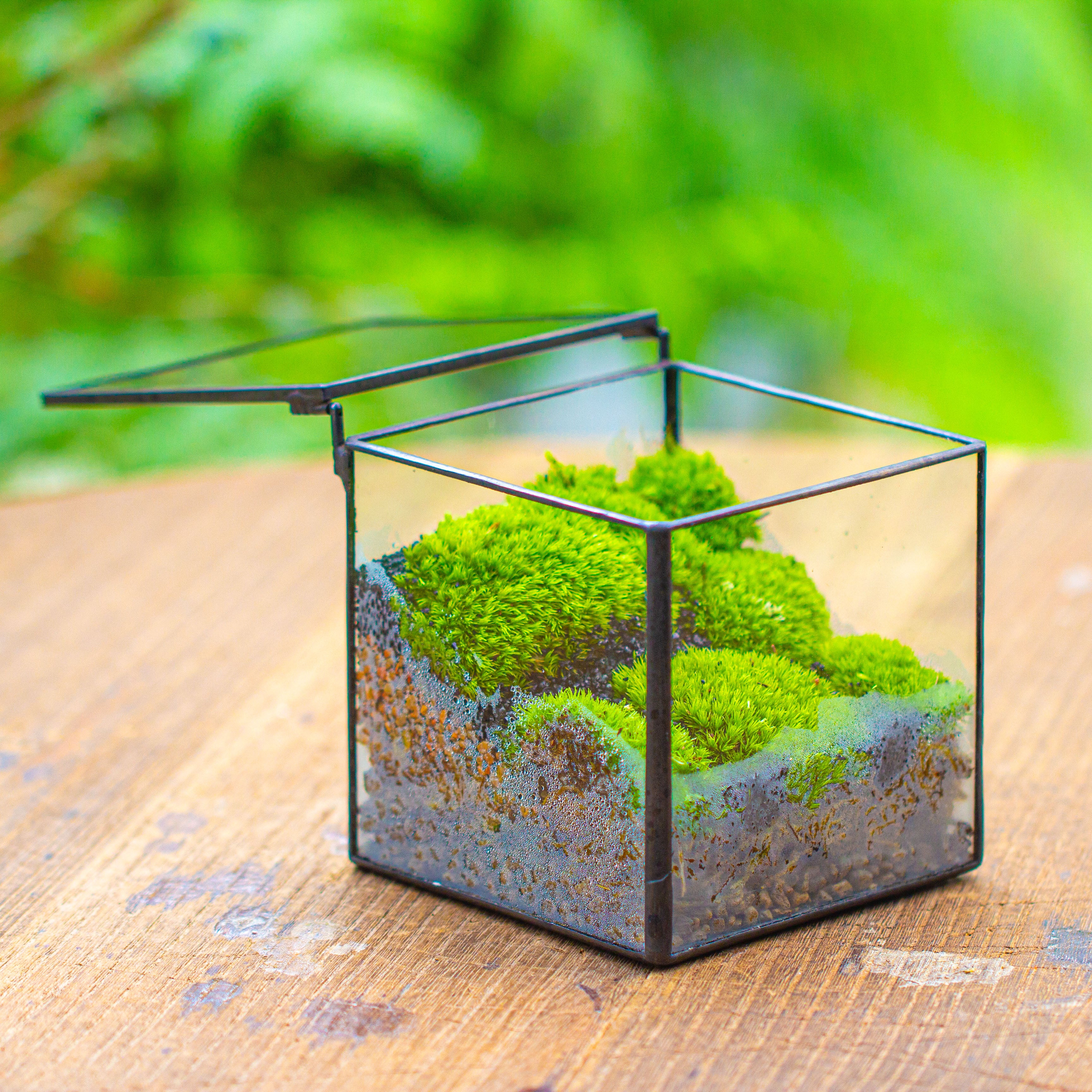 Cube Mini 4 inches Moss Geometric Glass Terrarium DIY Set - NCYPgarden