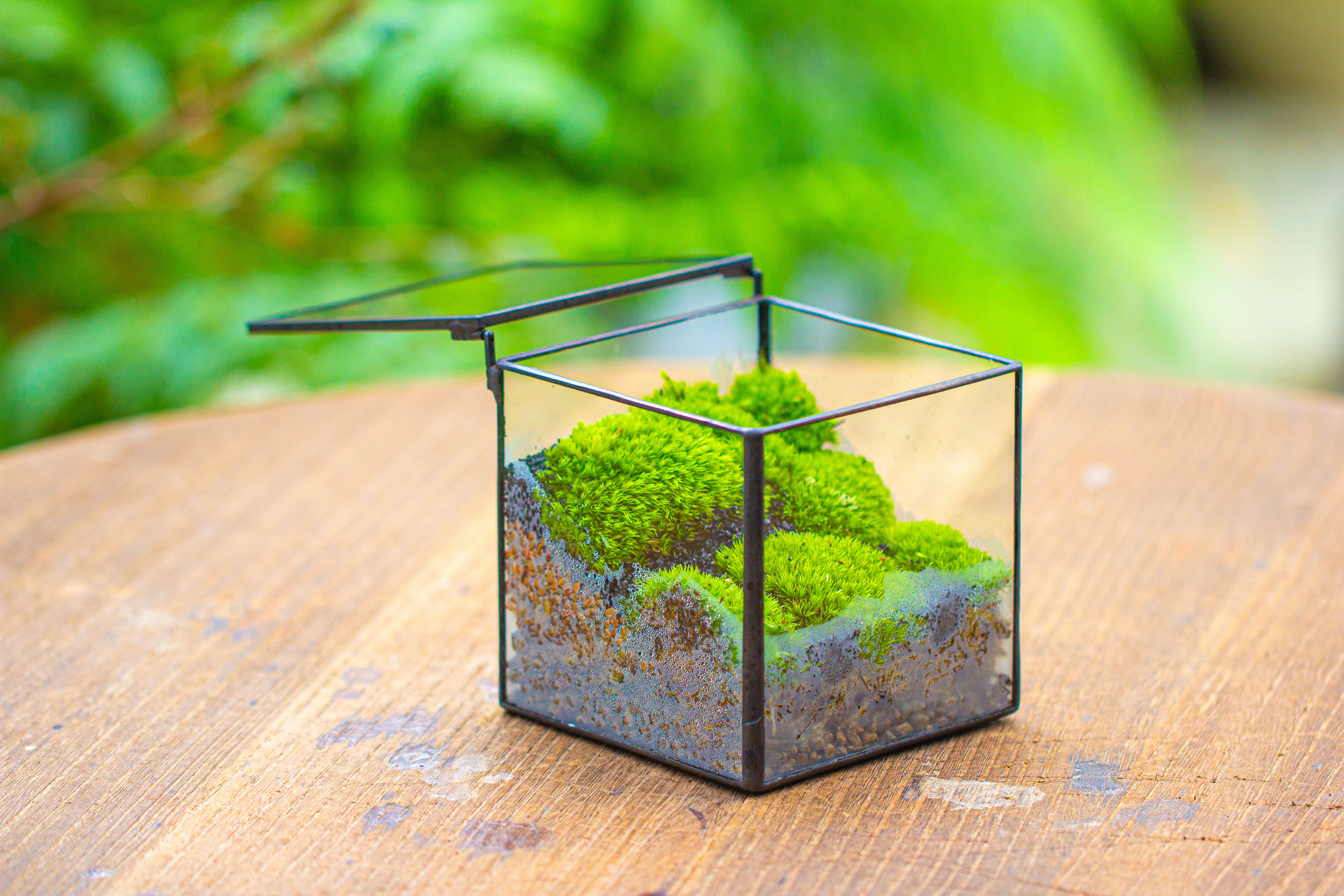 Cube Mini 4 inches Moss Geometric Glass Terrarium DIY Set - NCYPgarden