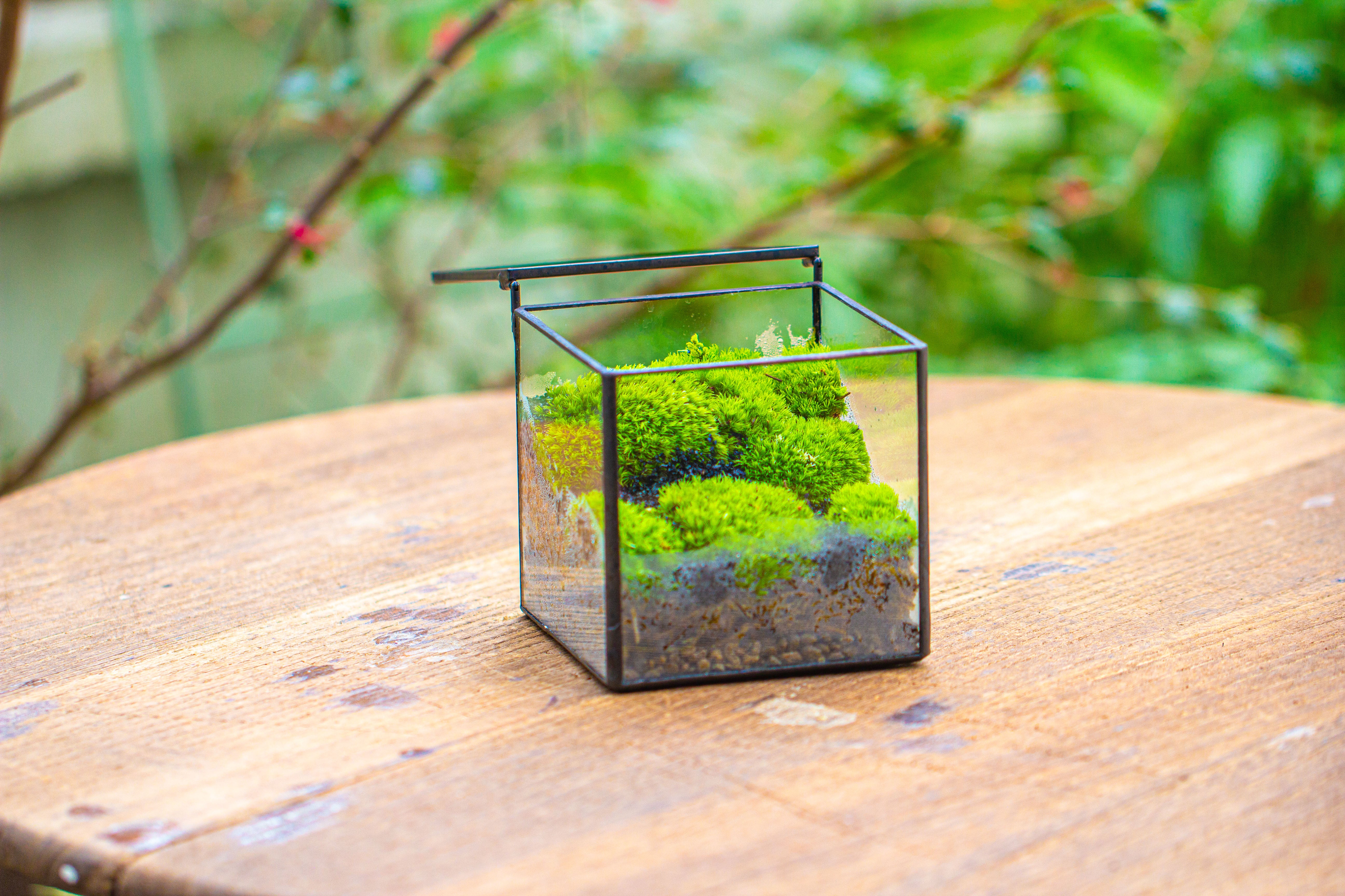 Cube Mini 4 inches Moss Geometric Glass Terrarium DIY Set - NCYPgarden