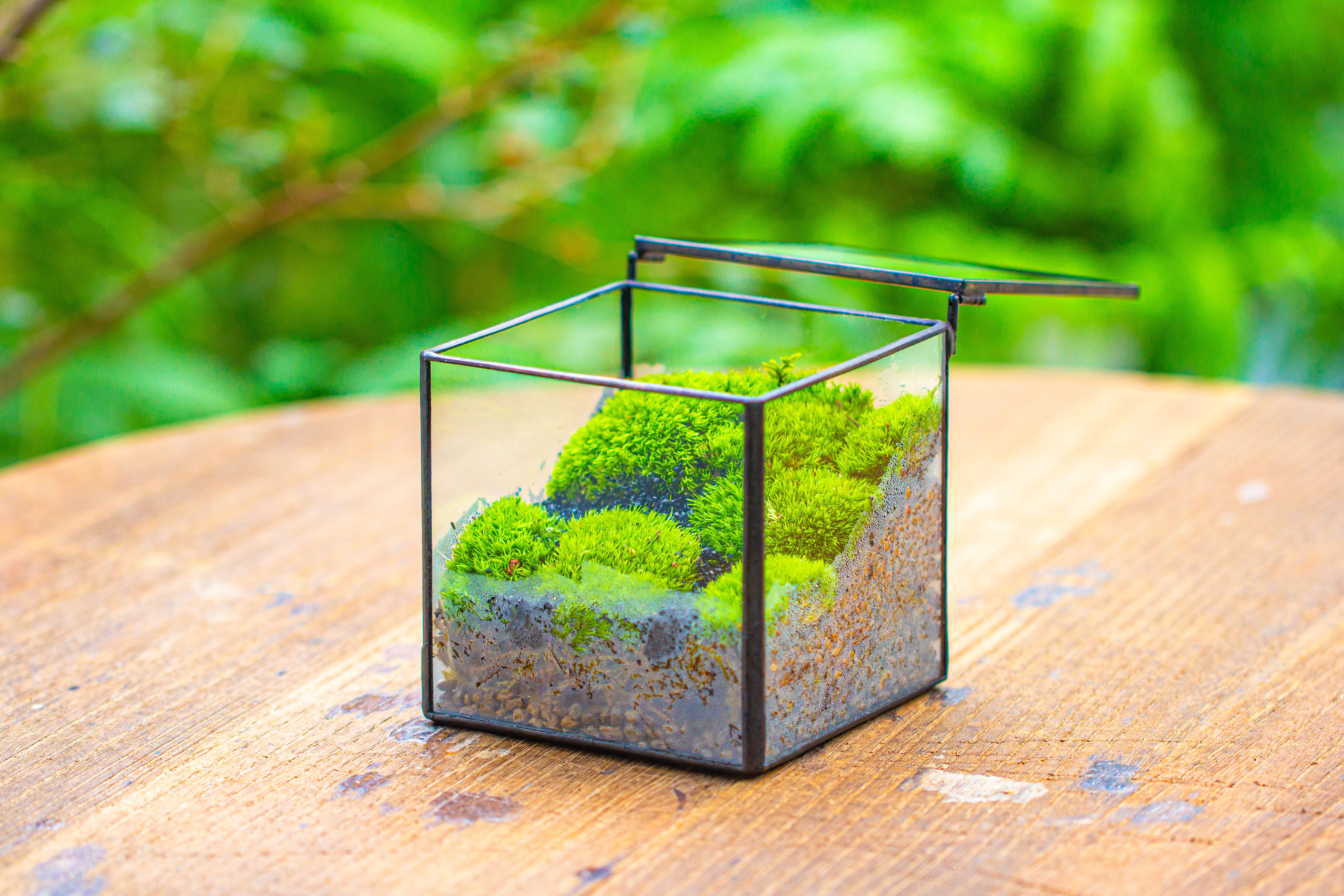 Cube Mini 4 inches Moss Geometric Glass Terrarium DIY Set - NCYPgarden
