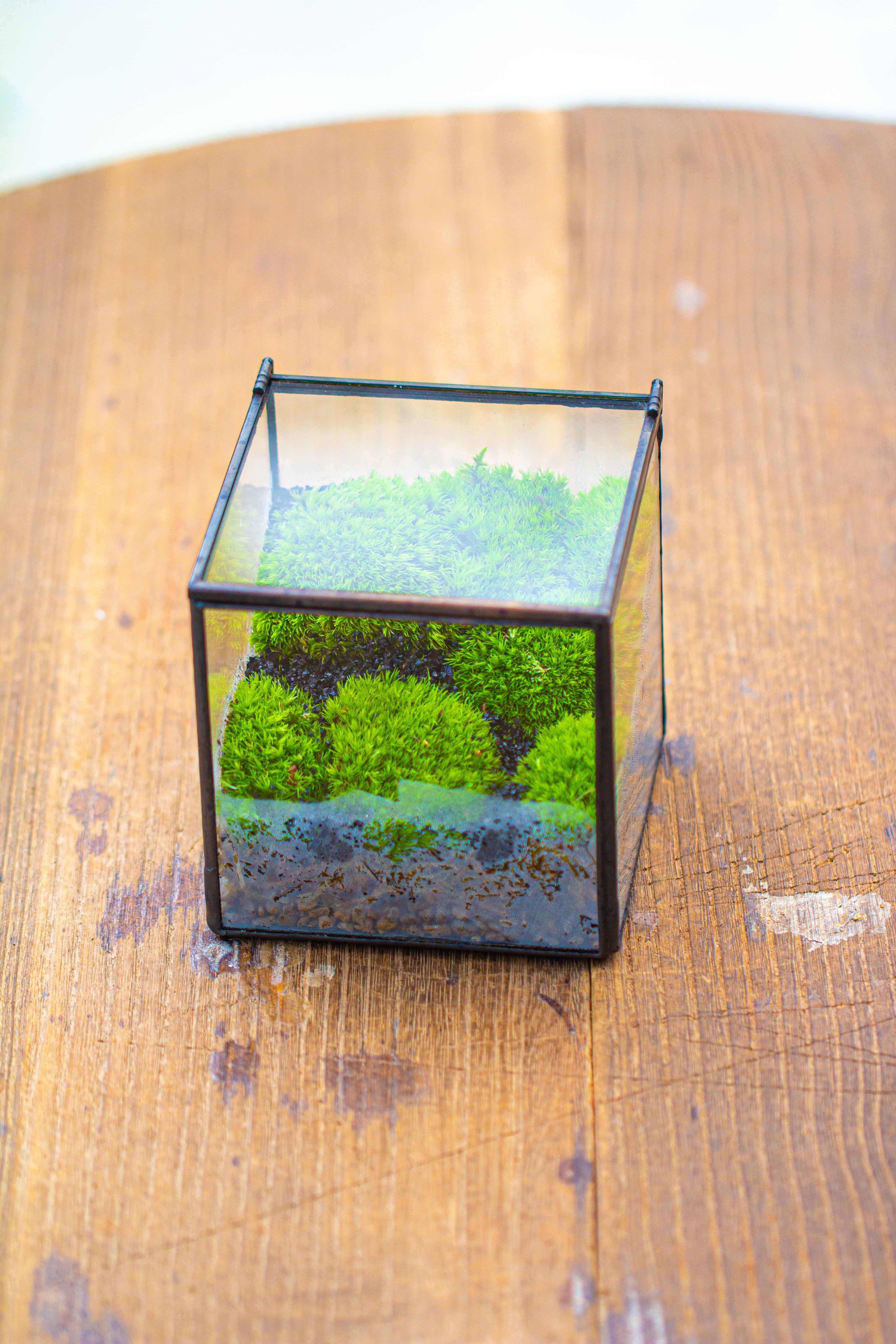 Cube Mini 4 inches Moss Geometric Glass Terrarium DIY Set - NCYPgarden