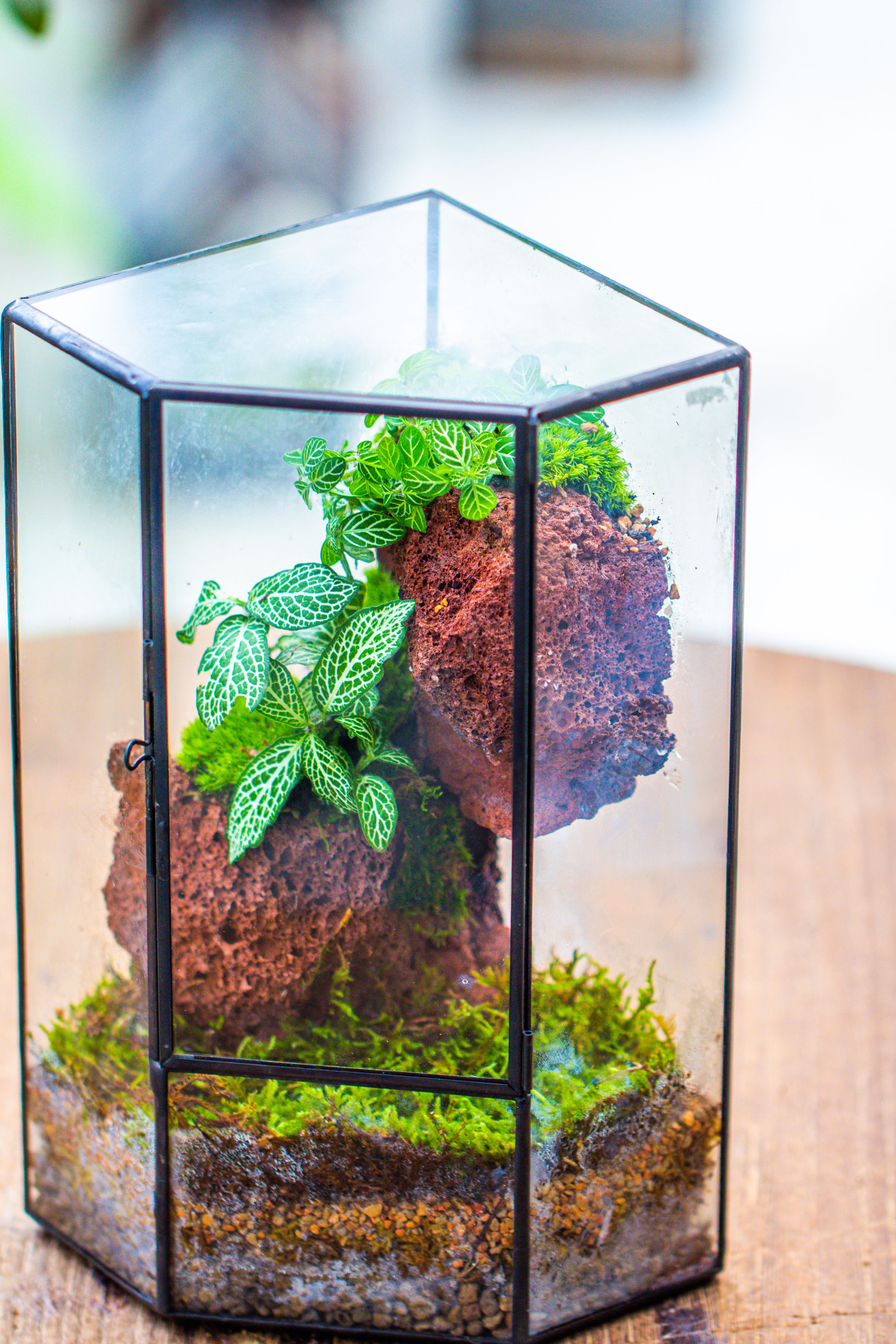 Small Version Handmade Glass Terrarium with Door for Plant, Moss Wall, Closed Geometric Tin Pentagon Planter - NCYPgarden