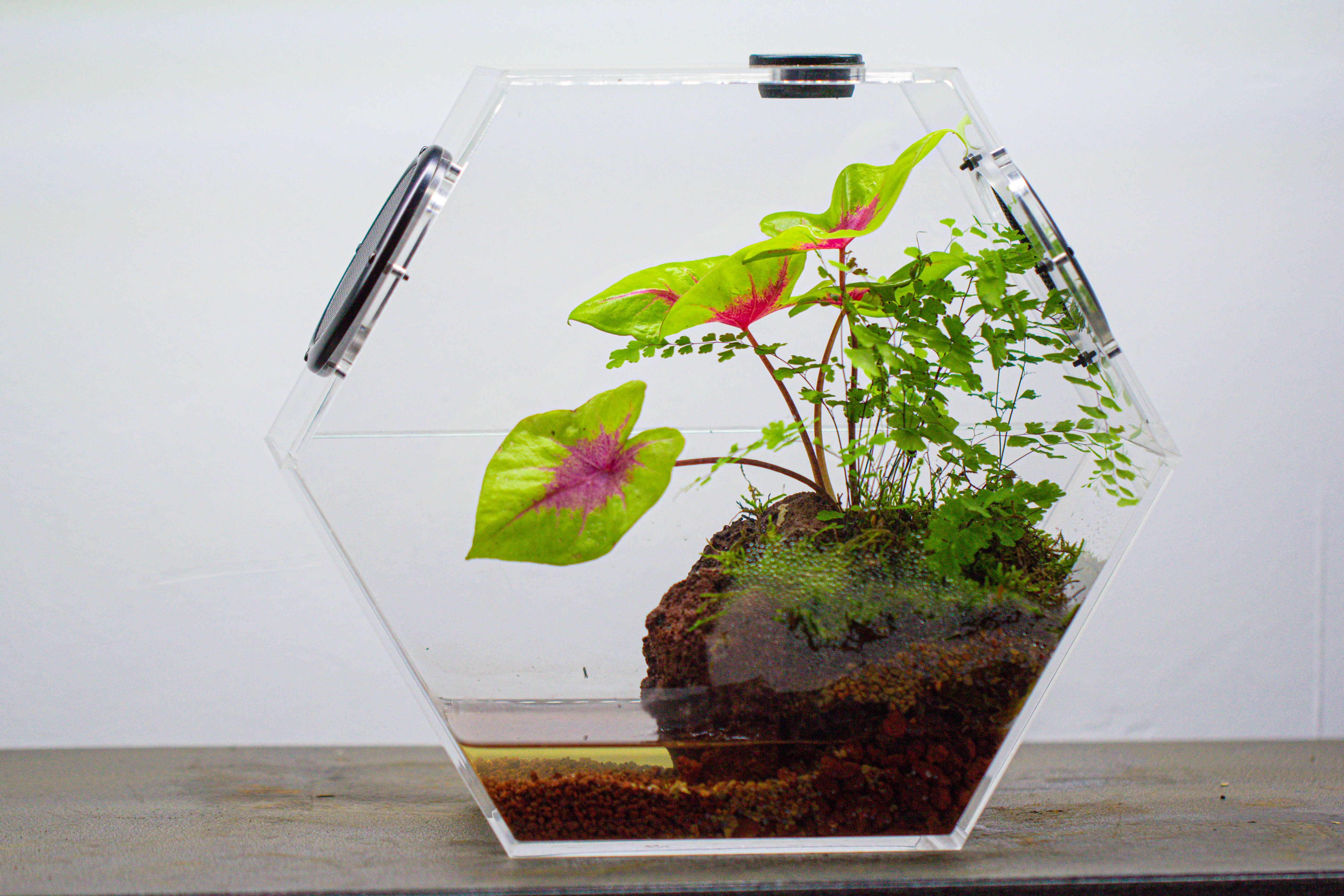 Handmade Extra Large Acrylic Hexagon Watertight Enclosure Terrarium with Mesh Vents, Feed Hole for Insects, Vivarium, Enclosure Only - NCYPgarden