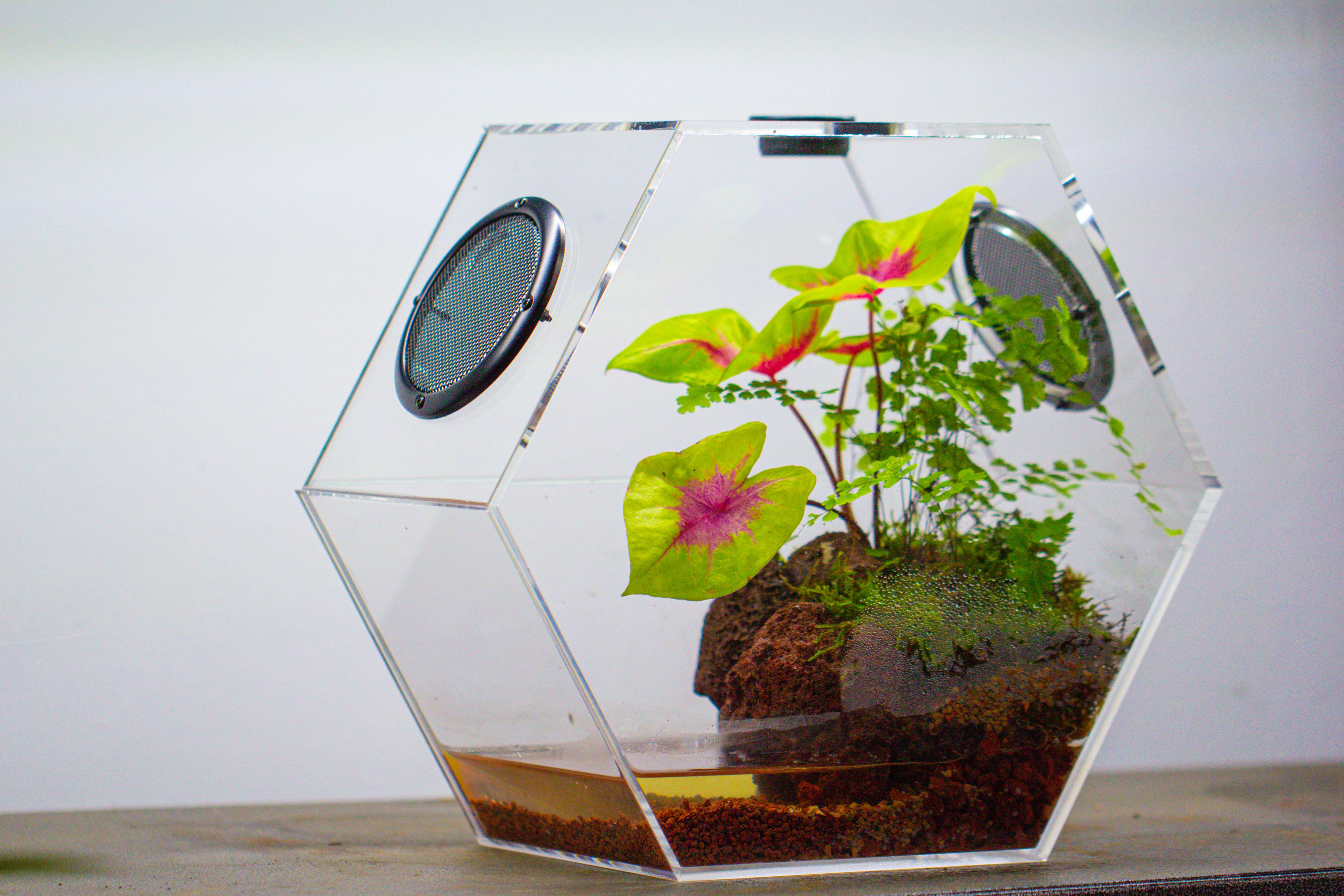 Handmade Extra Large Acrylic Hexagon Watertight Enclosure Terrarium with Mesh Vents, Feed Hole for Insects, Vivarium, Enclosure Only - NCYPgarden