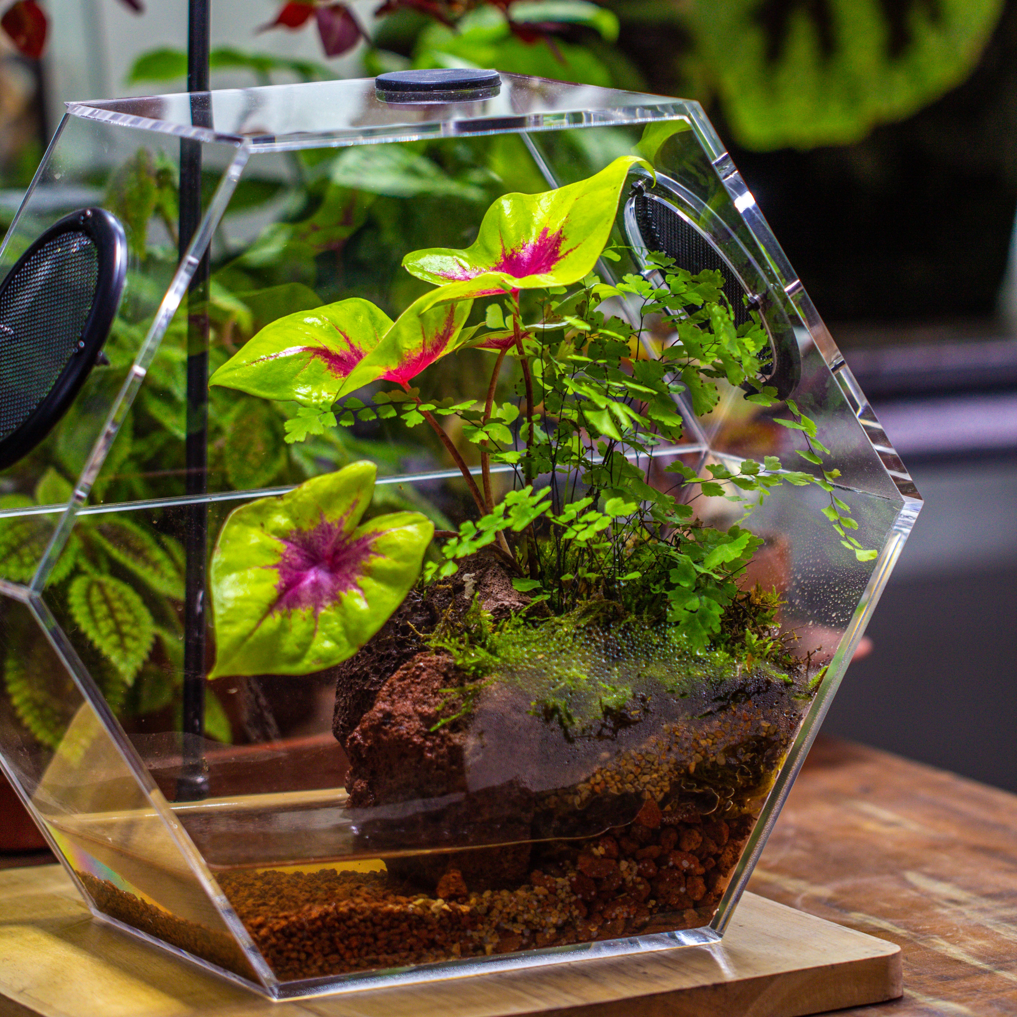 Handmade Extra Large Acrylic Hexagon Watertight Enclosure Terrarium with Mesh Vents, Feed Hole for Insects, Vivarium, Enclosure Only - NCYPgarden