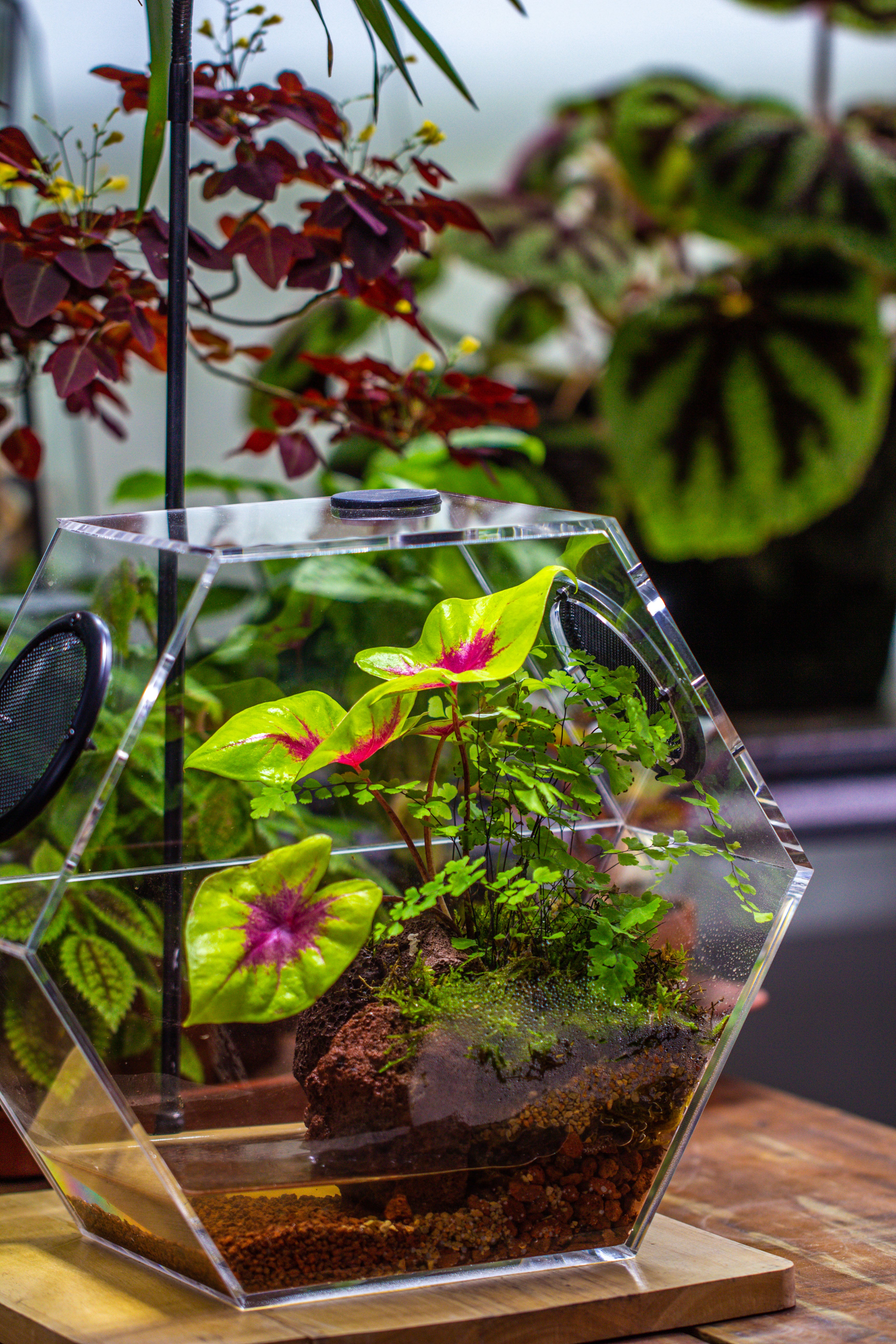 Handmade Extra Large Acrylic Hexagon Watertight Enclosure Terrarium with Mesh Vents, Feed Hole for Insects, Vivarium, Enclosure Only - NCYPgarden