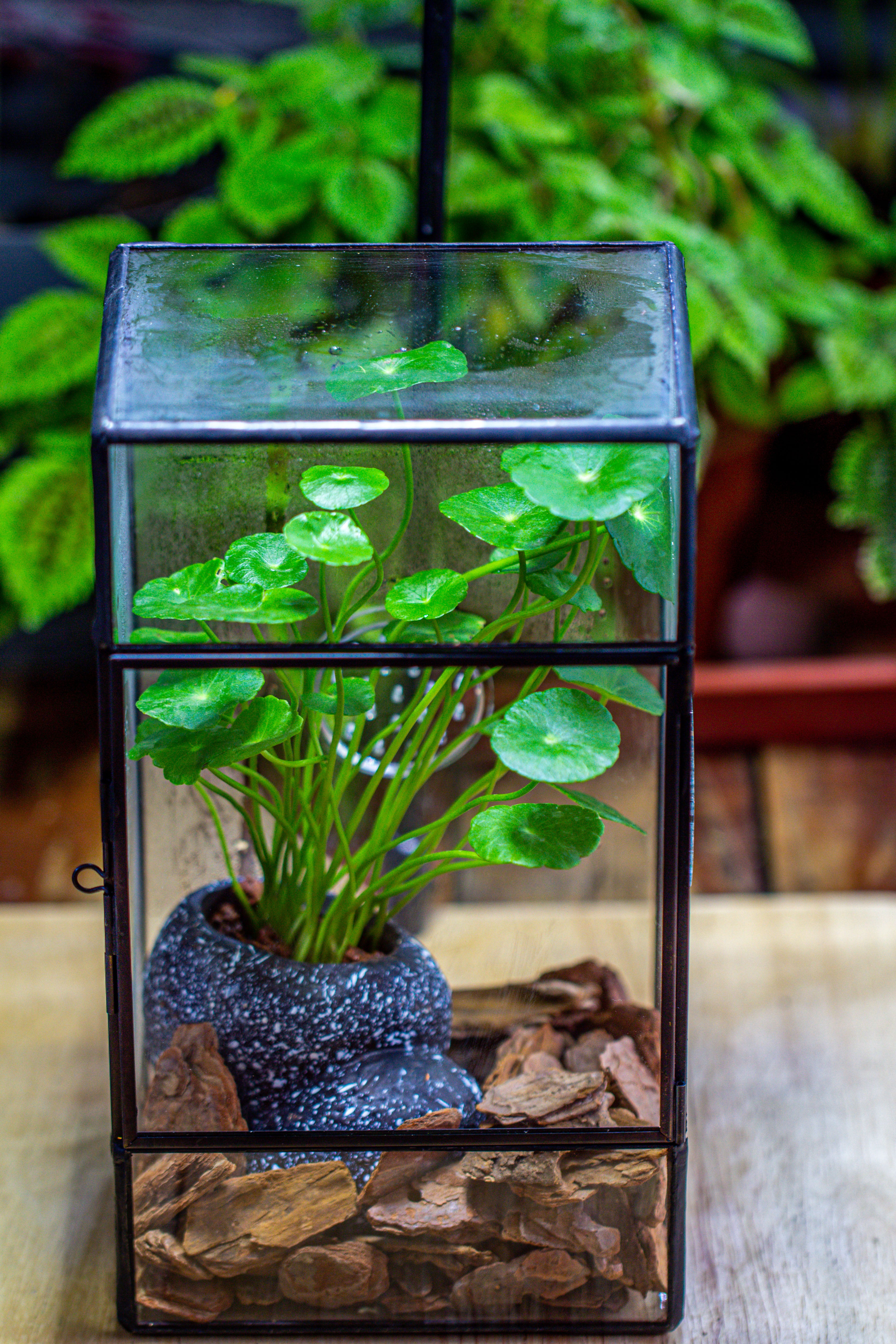 NCYP Rectangle Tin and Glass Geometric Terrarium,  with side door,  with Mesh  / vent holes for small Insects Pet - NCYPgarden