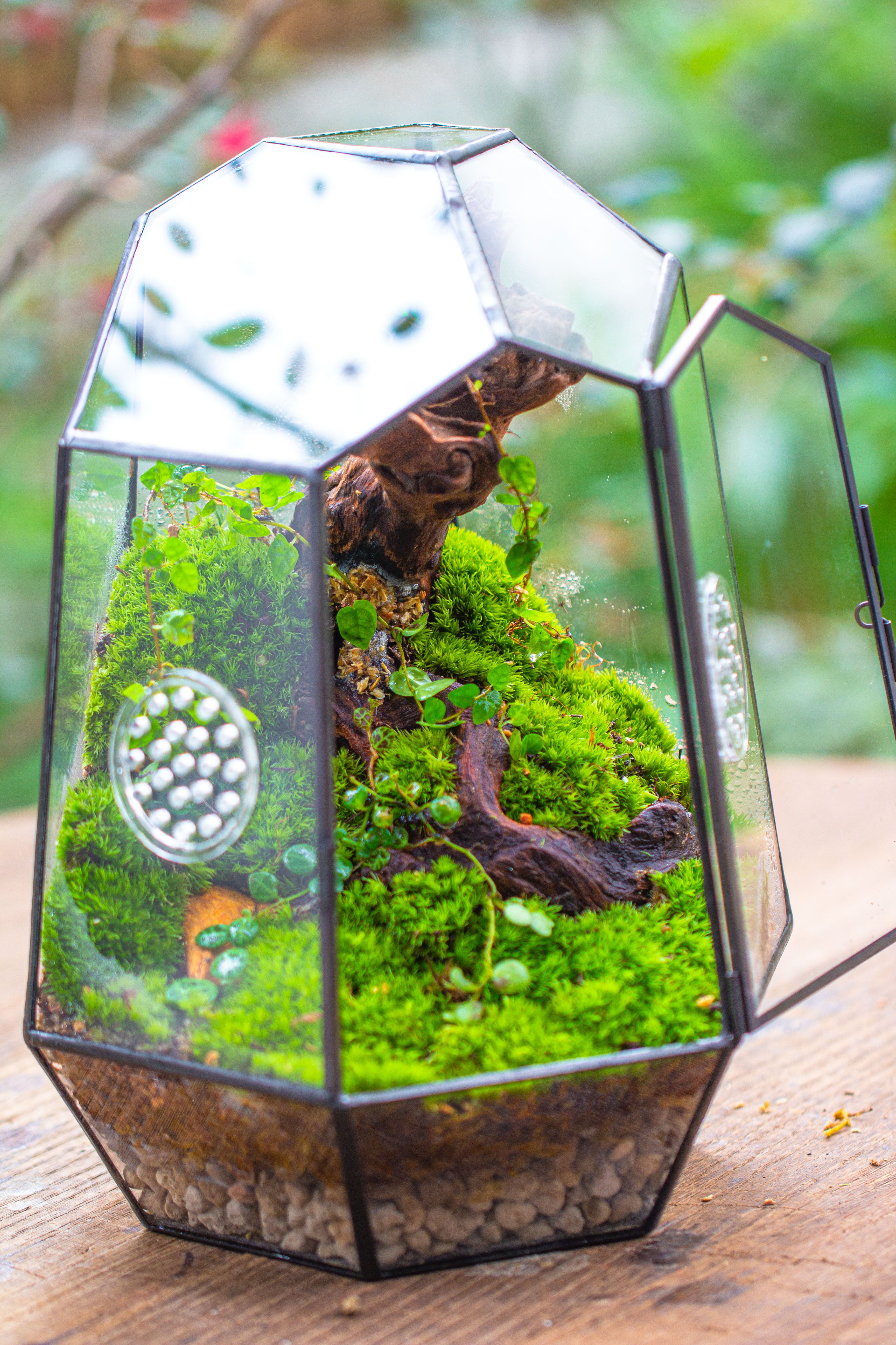 NCYP Close Geometric Tin Glass Terrarium with Door, Vent, Insect Bug Terrarium - NCYPgarden