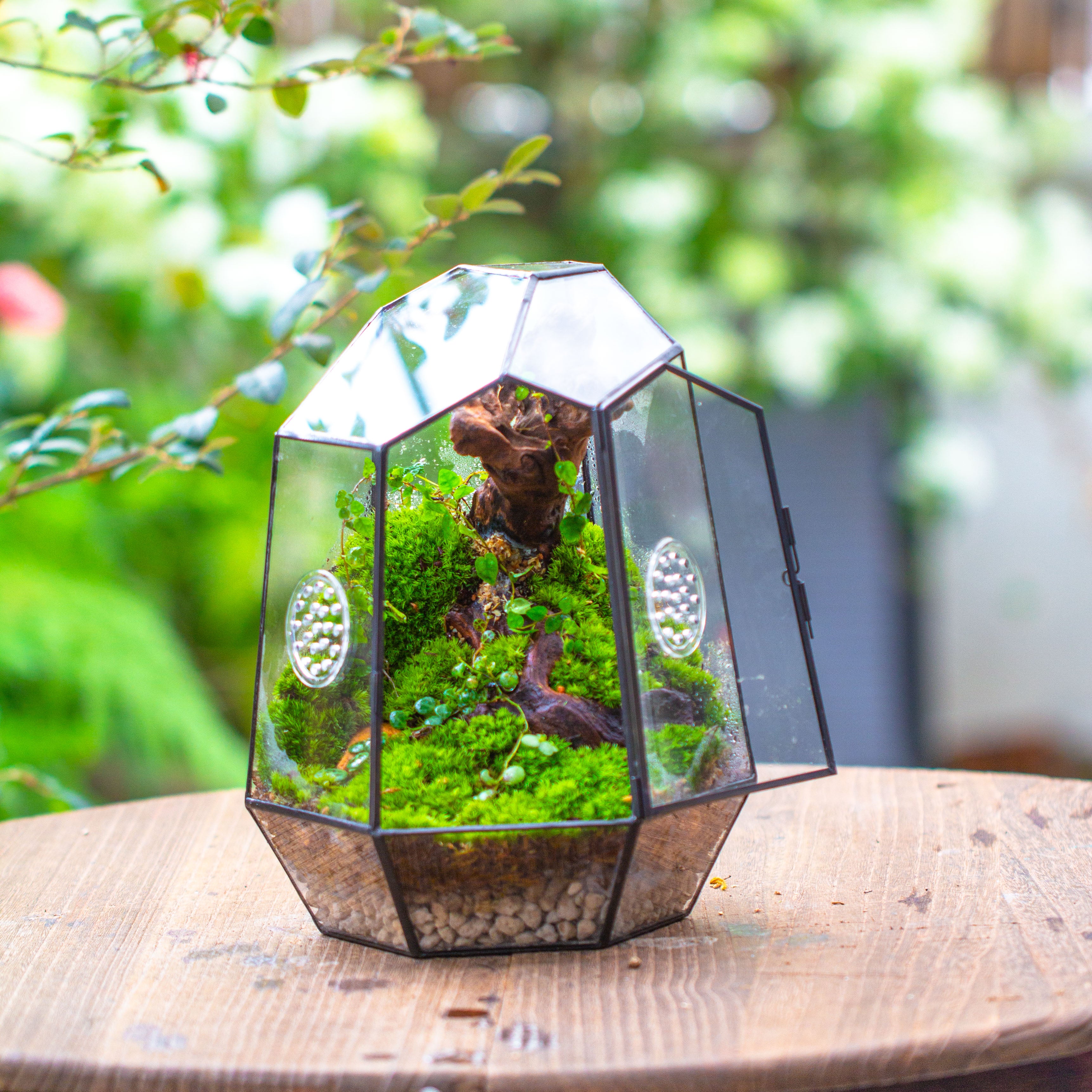 NCYP Close Geometric Tin Glass Terrarium with Door, Vent, Insect Bug Terrarium - NCYPgarden