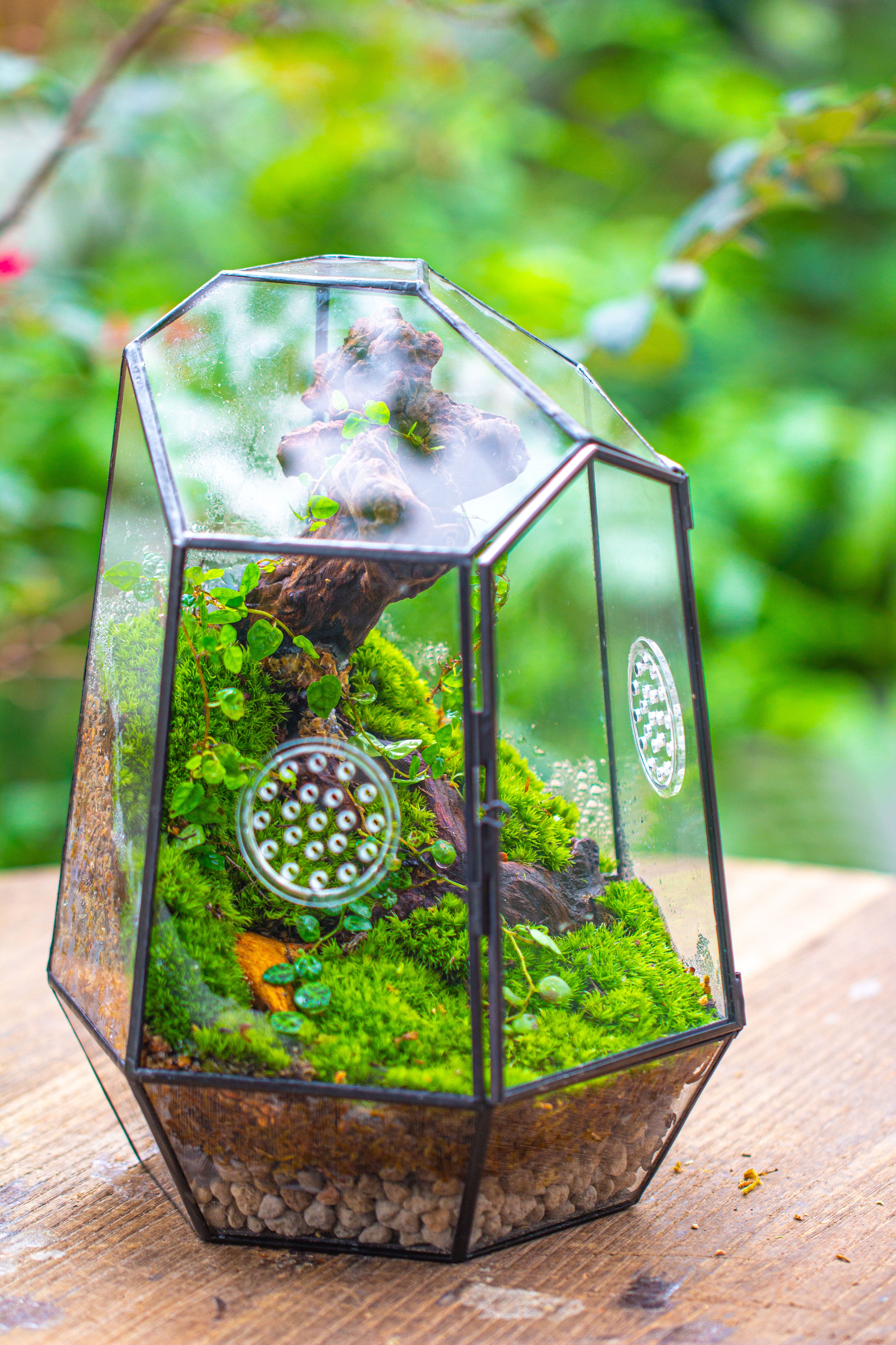 NCYP Close Geometric Tin Glass Terrarium with Door, Vent, Insect Bug Terrarium - NCYPgarden