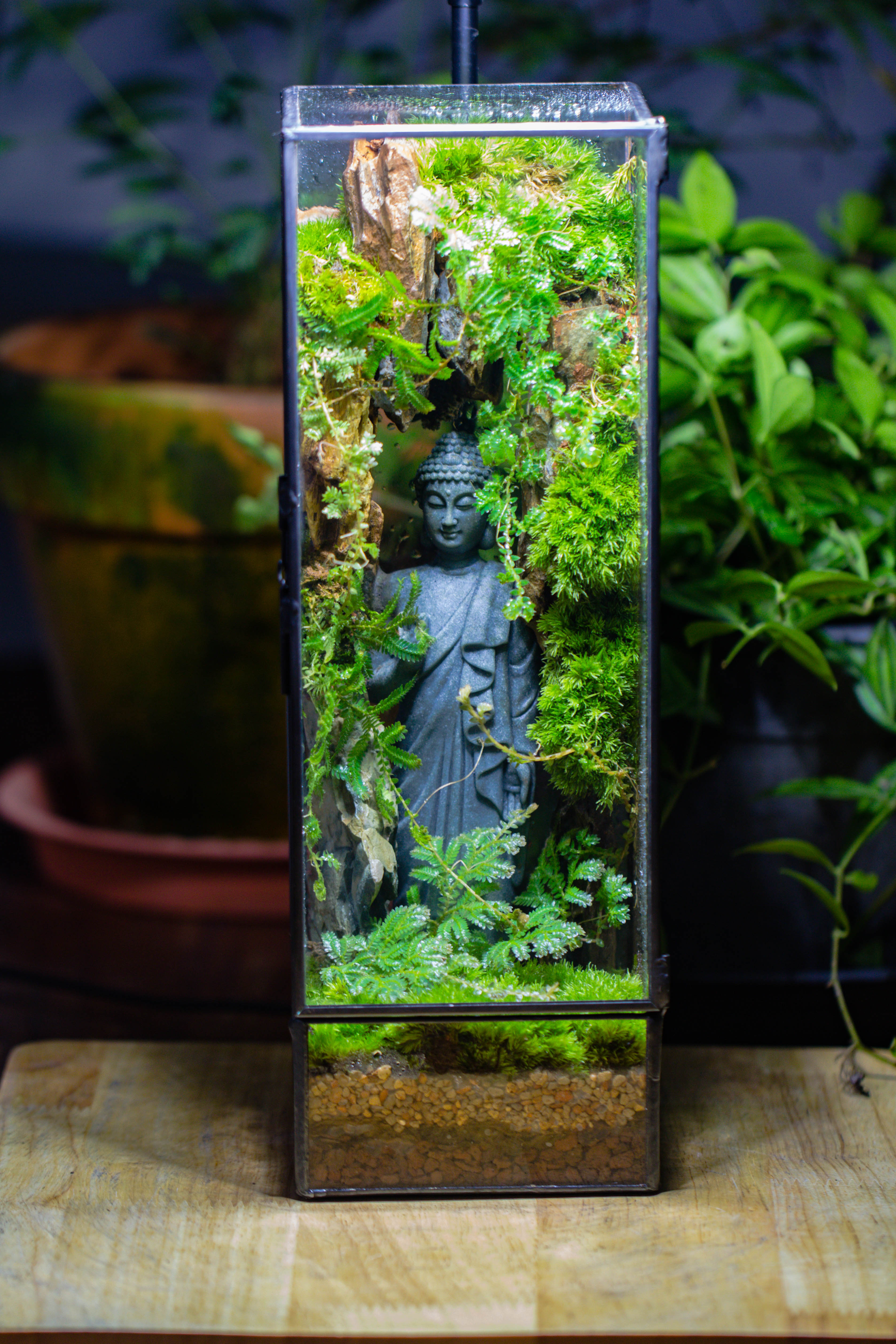 NCYP Close 11.8" Tall Geometric Glass Terrarium with Door DIY set, with Buddha, Dragon rocks, Planting Materials - NCYPgarden