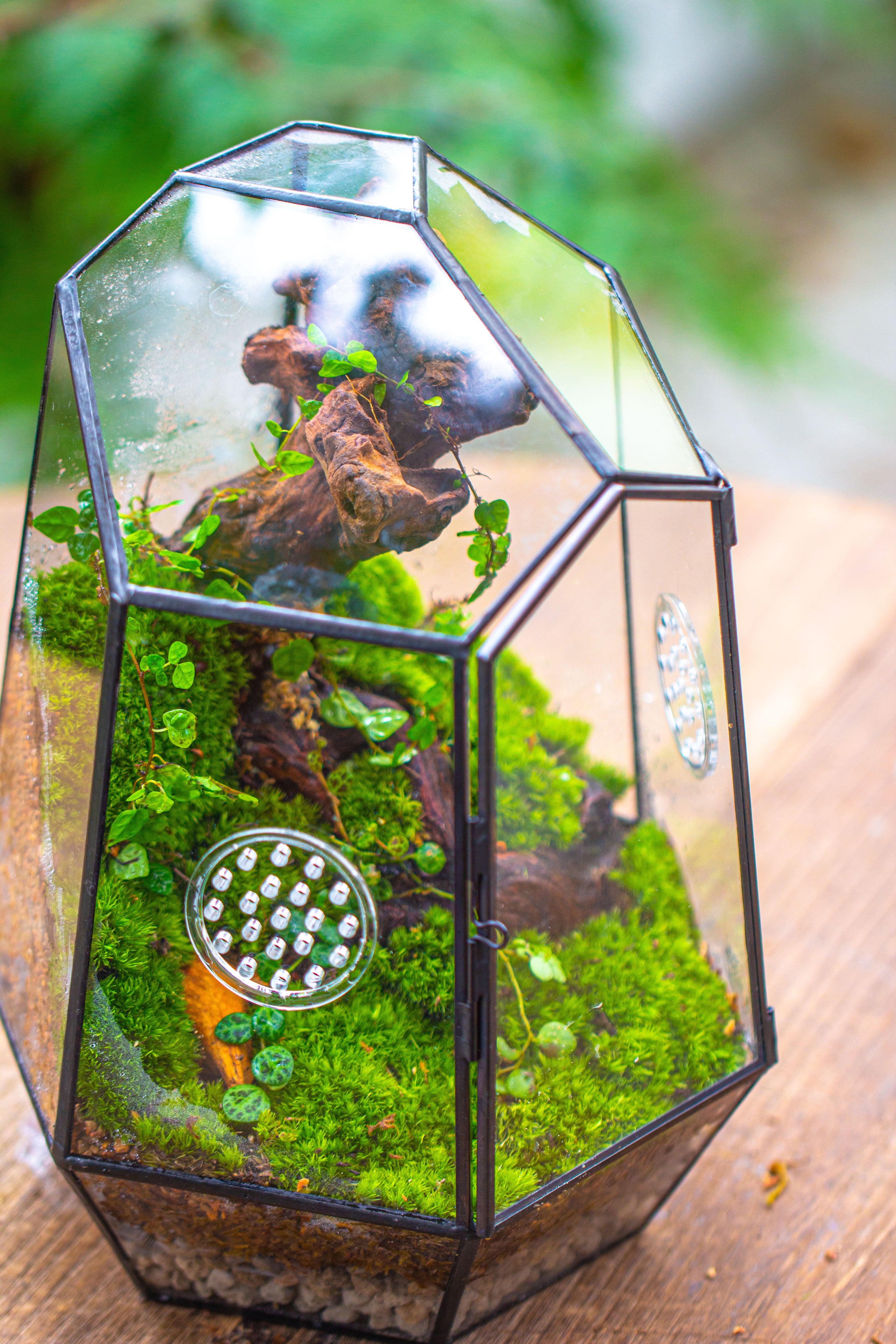 NCYP Close Geometric Tin Glass Terrarium with Door, Vent, Insect Bug Terrarium - NCYPgarden