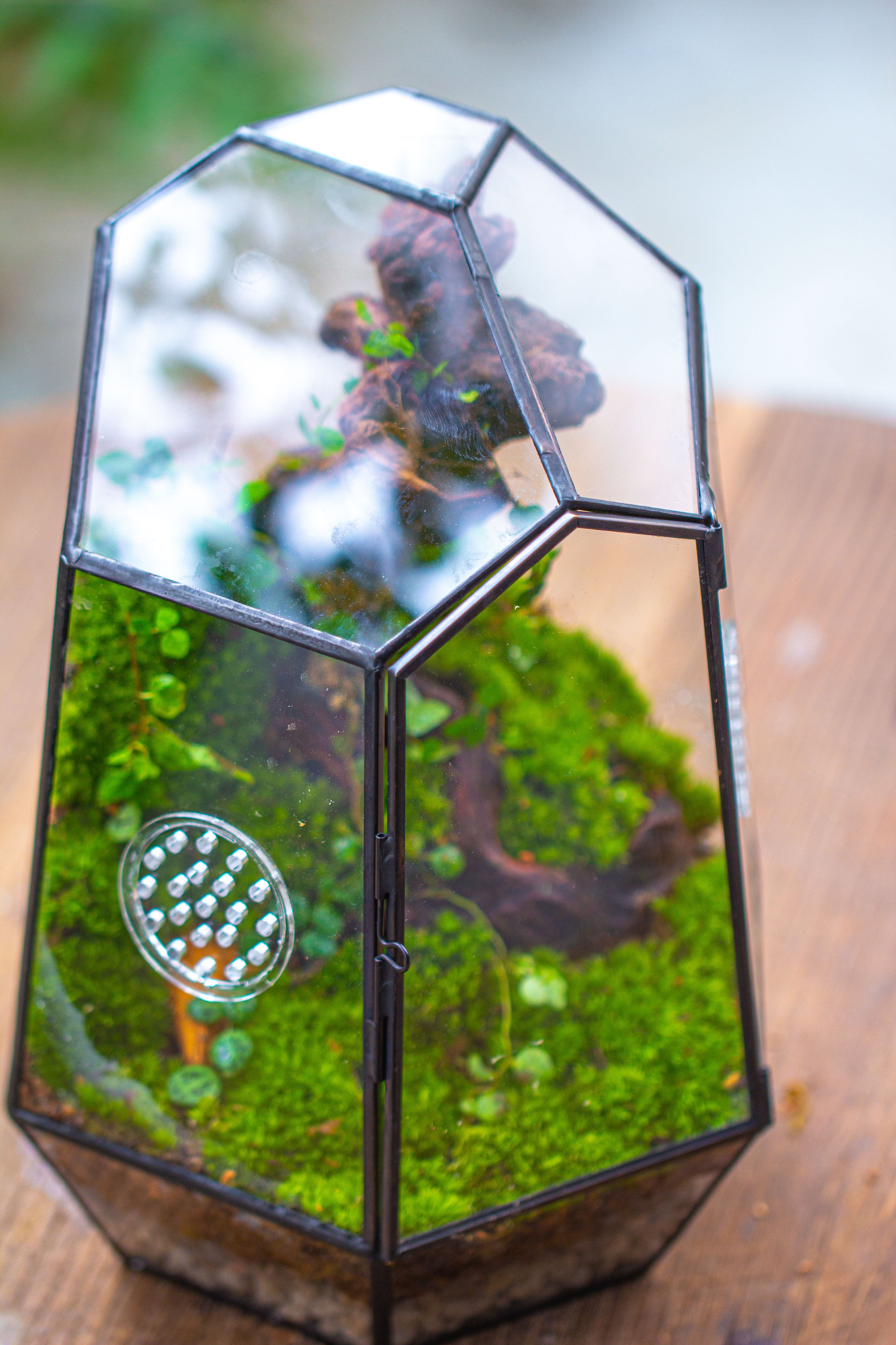 NCYP Close Geometric Tin Glass Terrarium with Door, Vent, Insect Bug Terrarium - NCYPgarden