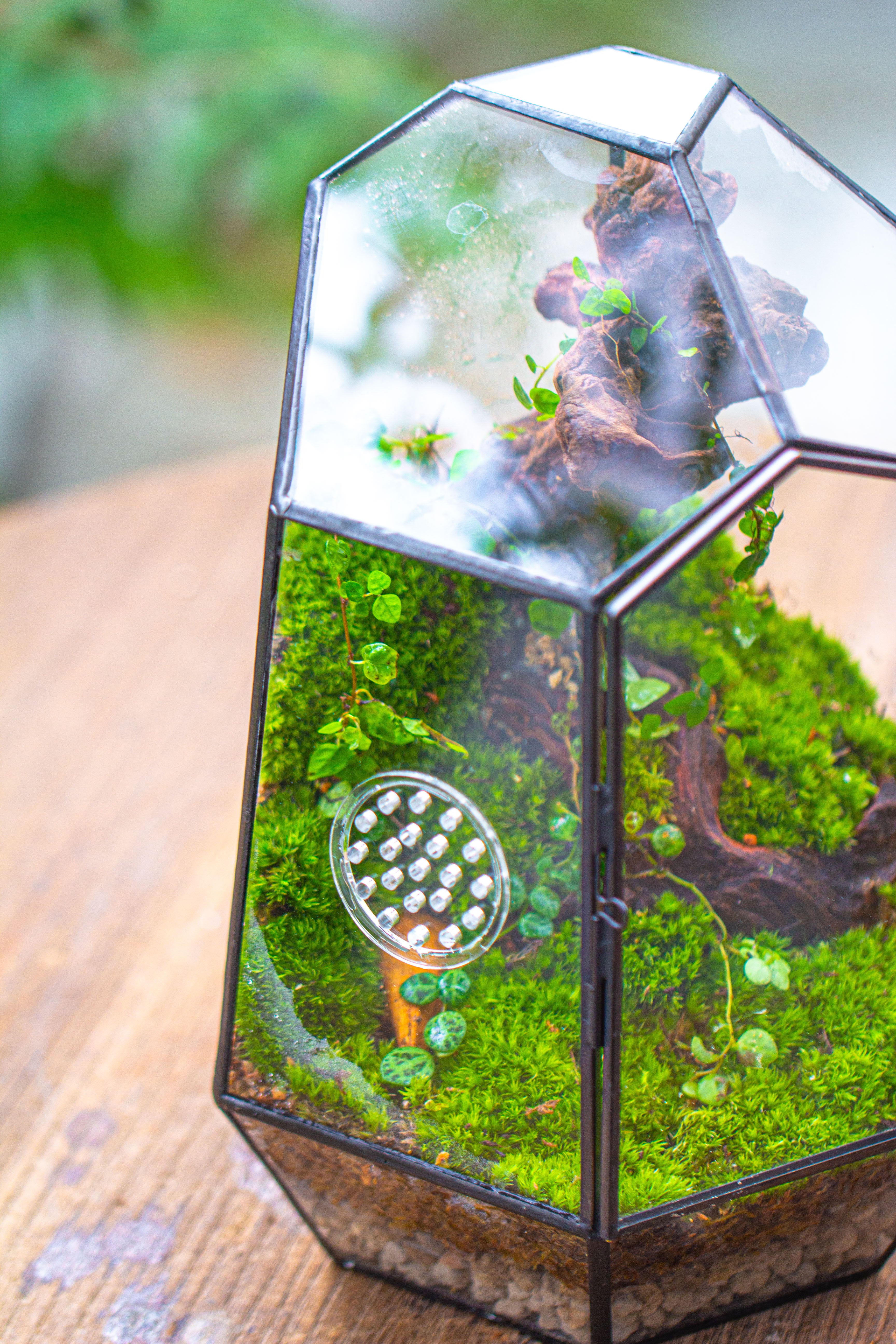 NCYP Close Geometric Tin Glass Terrarium with Door, Vent, Insect Bug Terrarium - NCYPgarden